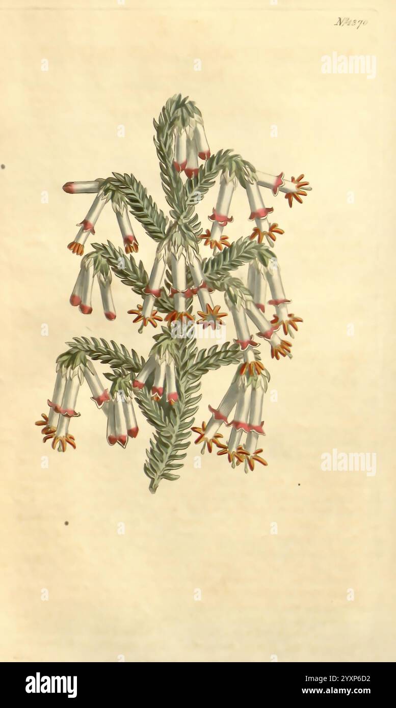 Curtis's Botanical Magazine, London, New York, botanische Illustration, Botanik, Zeitschriften, Bildwerke, Zierpflanzen, Curtis, Erica monadelpha, Taxonomie: Family= Ericaceae, Südafrika, die Abbildung zeigt eine zarte Anordnung von blühenden Pflanzen, die schlanke, längliche Stämme mit glockenförmigen Blüten zeigen. Jede Blüte hat eine sich verjüngende Form mit einer markanten roten Spitze, die sich im Kontrast zum weichen grünen Laub, das an Kiefernnadeln erinnert, befindet. Die komplizierten Details heben die organischen Texturen der Blütenblätter und Blätter hervor und erzeugen eine lebendige Darstellung des botani Stockfoto