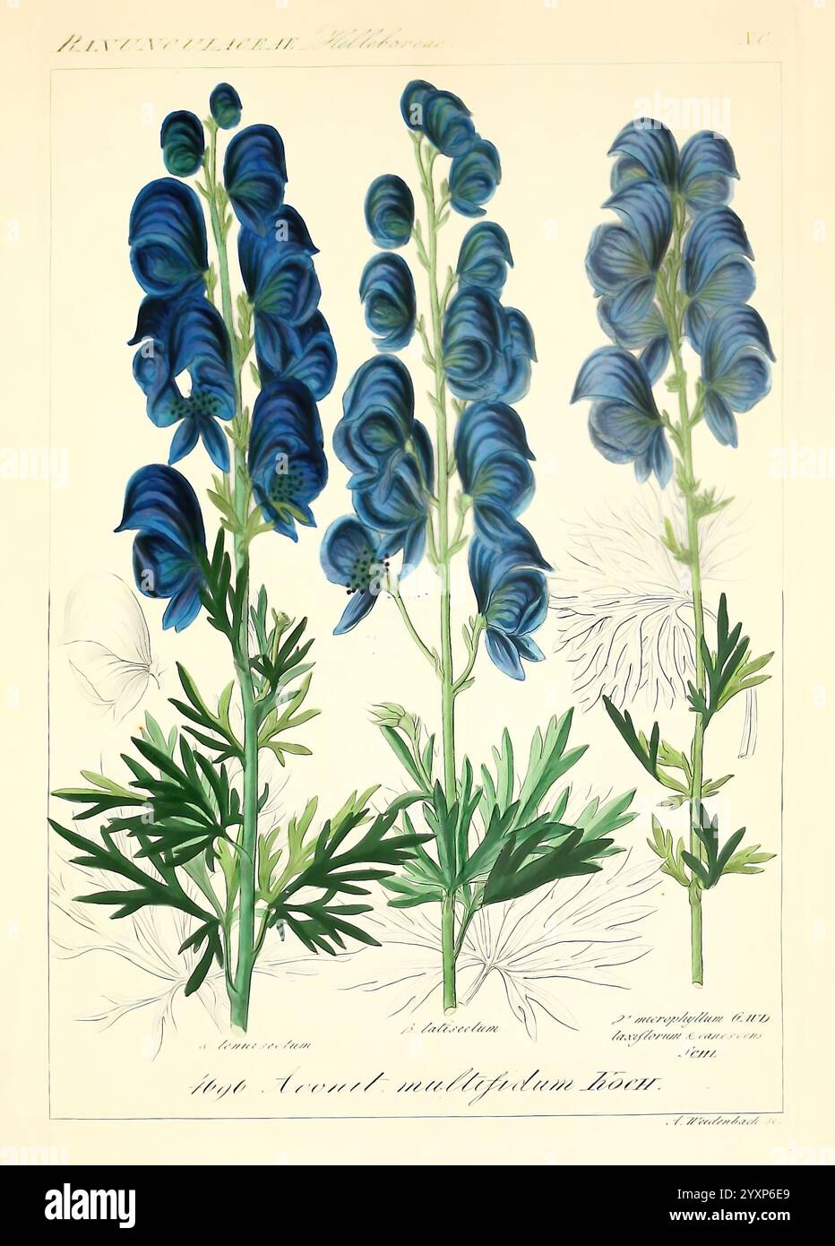 Icones florae Germanicae et Helveticae, Simul Pedemontanae, Tirolensis, Istriacae, Dalmaticae, Austriacae, Hungaricae, Transylvanicae, Moravicae, Borussicae, Holsaticae, Belgicae, Hollandicae, ergo Mediae Europae. Lipsiae, F. Hofmeister 1834-1912. [v. 1, 1850], Europa, Bildwerke, Pflanzen, eine botanische Illustration mit drei unterschiedlichen Häufchen von leuchtend blauen Blüten aus der Gattung Aconitum, allgemein bekannt als Monkshood. Die Blumen sind elegant angeordnet und präsentieren ihre einzigartige Form und zarte Details, mit langen Blütenblättern, die eine beeindruckende visuelle Wirkung erzeugen. Unter den Blüten Stockfoto
