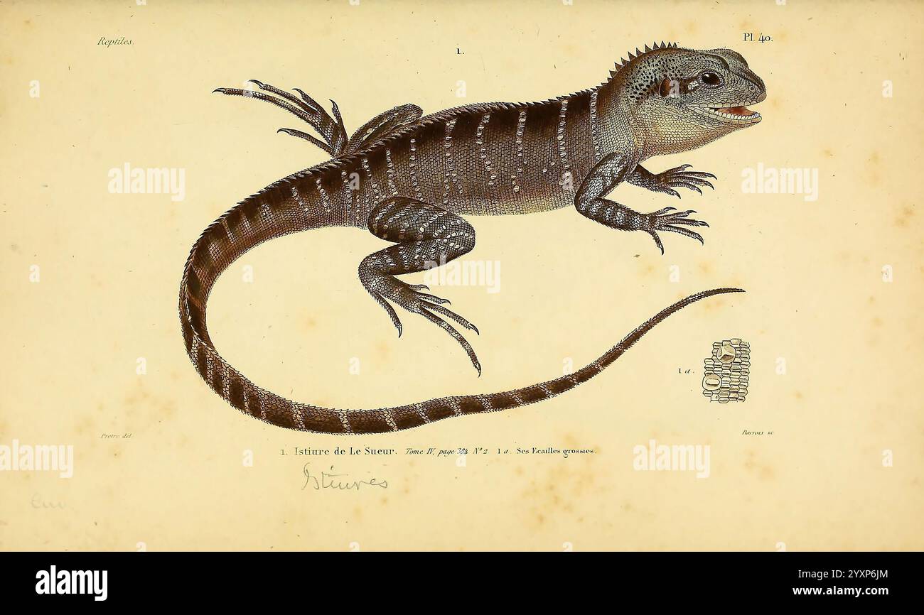 Erpetologie generale, ou, Histoire naturelle complete des reptiles Paris, Roret, 1834-1854. Amphibien, Herpetologie, Reptilien, Istiurus lesueurii, Intellagama lesueurii, Wasserdrache, Blattum, Jean Gabriel Pretere, Eidechsen, Andre Marie Constant Dumeril, Auguste Henri Andre Dumeril, Gabriel Bibron, HSA, Eine detaillierte Abbildung einer Eidechse, die ihre besonderen physischen Merkmale zeigt. Die Kreatur zeigt einen stromlinienförmigen Körper, der mit komplizierten Schuppen bedeckt ist, mit einem markanten Kopf und einem langen Schwanz. Die Farbgebung zeigt dunkle Streifen entlang des Rückens und kontrastiert mit helleren Tönen auf der Unterseite Stockfoto