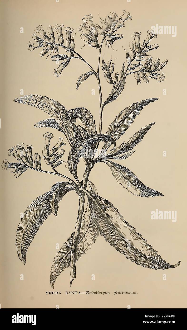 Die wilden Blumen von Kalifornien, San Francisco, Payot, Upham, & Company, 1902, Kalifornien, Wildblumen, die Illustration zeigt eine detaillierte botanische Darstellung von Yerba Santa, wissenschaftlich bekannt als Eriodictyon glutinosum. Die Pflanze hat längliche, schmale Blätter mit einer ausgeprägten Textur, die eine markante Rippenstruktur aufweist. Aus den Stängeln treten röhrenförmige Blüten mit jeweils ausgestellten Blütenblättern hervor und präsentieren ein zartes Arrangement. Die Gesamtkomposition hebt sowohl die ästhetische Schönheit als auch die komplizierten Details dieses Heilkrauts hervor, das für seine historische Verwendung in der Tradition bekannt ist Stockfoto