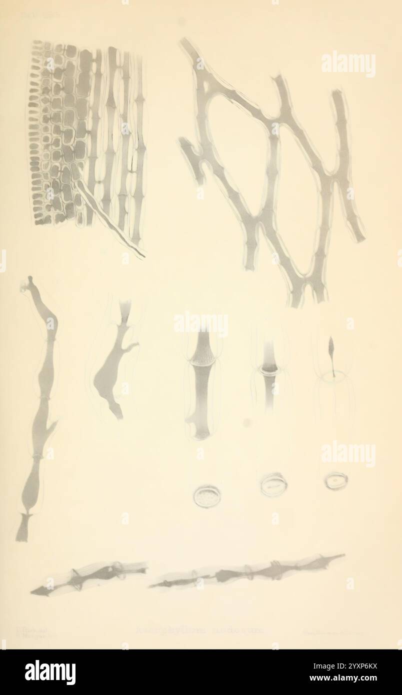 Journal of Botany britisches und ausländisches London Robert Hardwicke 1863-1942 Botany Great Britain Zeitschriften Pflanzen, diese Illustration präsentiert eine detaillierte Studie von **Assophyltum nodosum**, die verschiedene Aspekte seiner Struktur zeigt. Die Figuren stellen die Verzweigungsformen und Wachstumsmuster des Organismus dar und heben charakteristische Merkmale wie die Knoten und Segmentierungen entlang der langen Äste hervor. Spezifische Etiketten weisen auf verschiedene Stadien oder Variationen in der Morphologie hin und betonen die Feinheiten der Pflanzenanatomie. Die Anordnung der Komponenten ermöglicht eine umfassende Unterscheidung Stockfoto