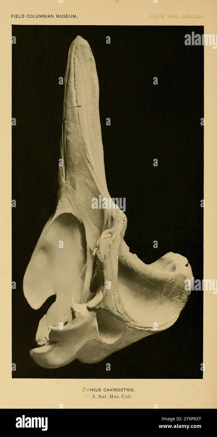 Die Land- und Meeressäuger Mittelamerikas und Westindiens. Chicago, Field Columbian Museum, 1904. Kolumbien, Nordamerika, Säugetiere, Westindien, Ziphius cavirostris, diese Abbildung zeigt die detaillierte Struktur des Schädels eines Schnabelwals, insbesondere der Art Ziphius cavirostris. Das Bild hebt die einzigartigen anatomischen Merkmale des Schädels hervor und zeigt die lange und stromlinienförmige Form, die typisch für Schnabelwale ist. Beachten Sie das ausgeprägte Rostrum und das insgesamt schlanke Design, das die Hydrodynamik unterstützt. Dieses Exemplar ist Teil der Sammlung des U.S. National Museum and Serv Stockfoto