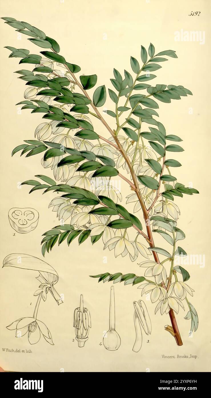 Curtis's Botanical Magazine London New York usw. Botanik Zeitschriften Bildwerke Curtis, Eine botanische Illustration zeigt eine detaillierte Darstellung eines Zweiges mit üppig grünen Blättern. Der Zweig wird durch Haufen zarter weißer Blüten betont, die das komplizierte Design jeder Blüte zeigen. Unterhalb des Zweiges zeigen mehrere beschriftete Skizzen verschiedene Bestandteile der Pflanze, einschließlich der Frucht und ihrer Entwicklungsstadien. Die Gesamtkomposition unterstreicht die Schönheit und Komplexität des Exemplars und bietet einen Einblick in seine botanischen Merkmale und seinen Lebenszyklus. Stockfoto