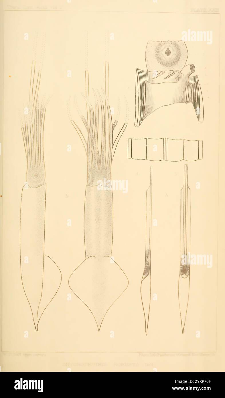 Die, Kopffüßer, der, der, der nordöstlichen, Coast, of, America, New, Haven, CONN, Connecticut, Akademie der Wissenschaften, 1879-1881, Tintenfisch, Nord, amerika, atlantik, Küste, Cephalopoda, Riesen, Tintenfische, atlantik, Küste, Norden, amerika, Monster, sind, die Abbildung zeigt eine detaillierte anatomische Untersuchung der als *Onychoteuthis robusta* bekannten Spezies. Er zeigt verschiedene Perspektiven des Tintenfischs und hebt wichtige Merkmale hervor, wie seinen langgestreckten Körper, klar definierte Tentakel und eine einzigartige Flossenstruktur. Die Abbildung enthält beschriftete Komponenten, die die Anatomie, einschließlich Schnabel, Mütze, detailliert beschreiben Stockfoto