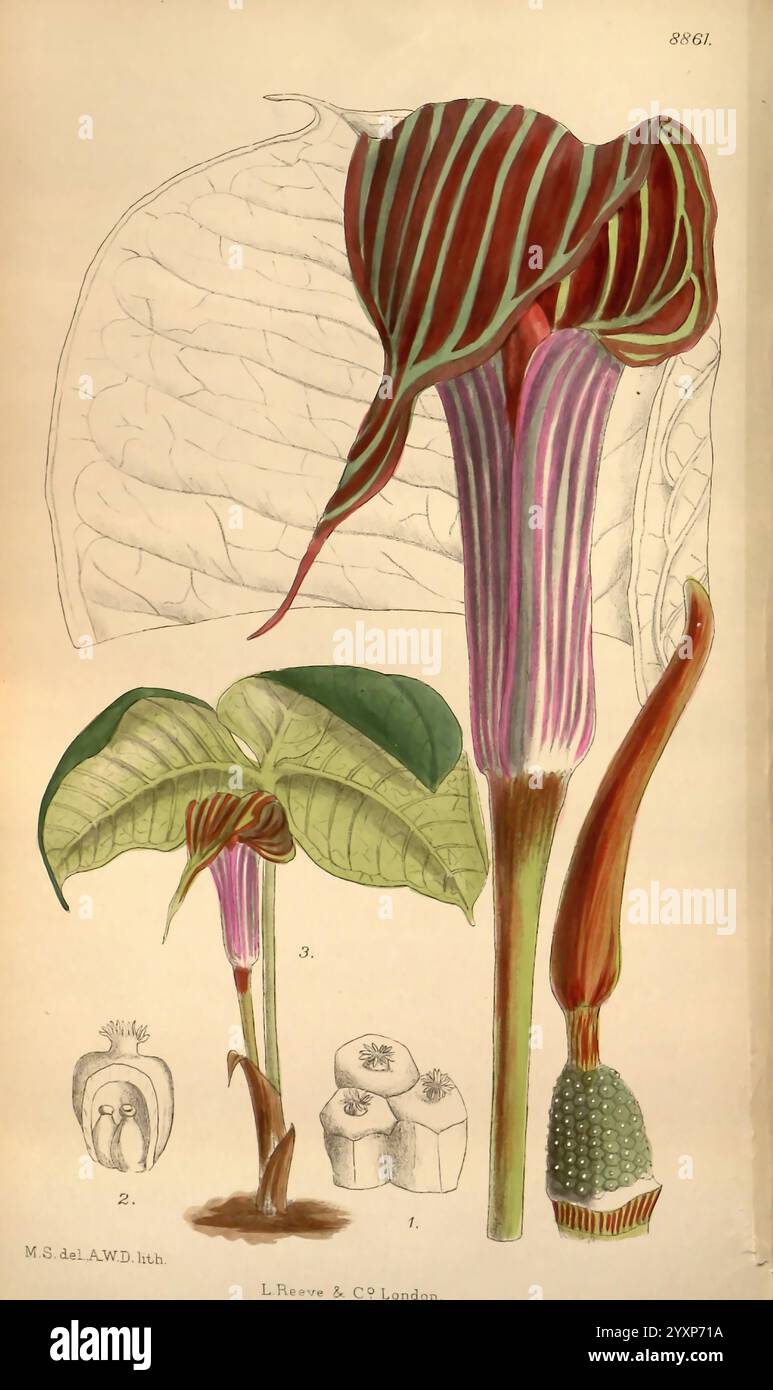 Curtis's Botanical Magazine London, New York Botanical Illustration Botanical Periodicals Pictorial Works Plants Ornamental Curtis Arisaema fargesii Taxonomy: Family = Araceae China Matilda Smith Women in Science, diese Illustration zeigt eine botanische Studie einer auffallend einzigartigen Pflanzenart, die drei unterschiedliche Elemente zeigt. Der Hauptfokus liegt auf einer großen Blume mit komplexen rot-weiß gestreiften Mustern, die aus einem kräftigen grünen Stiel hervorgehen. Die Blüte weist eine ausgeprägte, ausgestellte Öffnung auf, umgeben von breiten, ovalen Blättern, die markante Adern aufweisen. Links eine kleinere Darstellung o Stockfoto