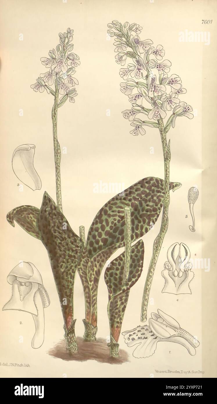 Curtis's Botanical Magazine, London, New York, botanische Illustration, Botanik, Zeitschriften, Bildwerke, Pflanzen Zierwerke, Matilda Smith, Orchis monophylla, Sirindhornia monophylla, Shan Hills, Myanmar, Frauen in der Wissenschaft, Matilda Smith, die Illustration zeigt eine botanische Studie mit einer blühenden Pflanze, die sich durch langgezogene Stämme auszeichnet, die mit zarten Blüten verziert sind. Die Hauptpflanze umgibt detaillierte anatomische Darstellungen verschiedener Teile, einschließlich Blüten und Fortpflanzungsstrukturen. Die lebendigen Farben und die komplizierten Muster der Blätter zeigen ein markantes M Stockfoto