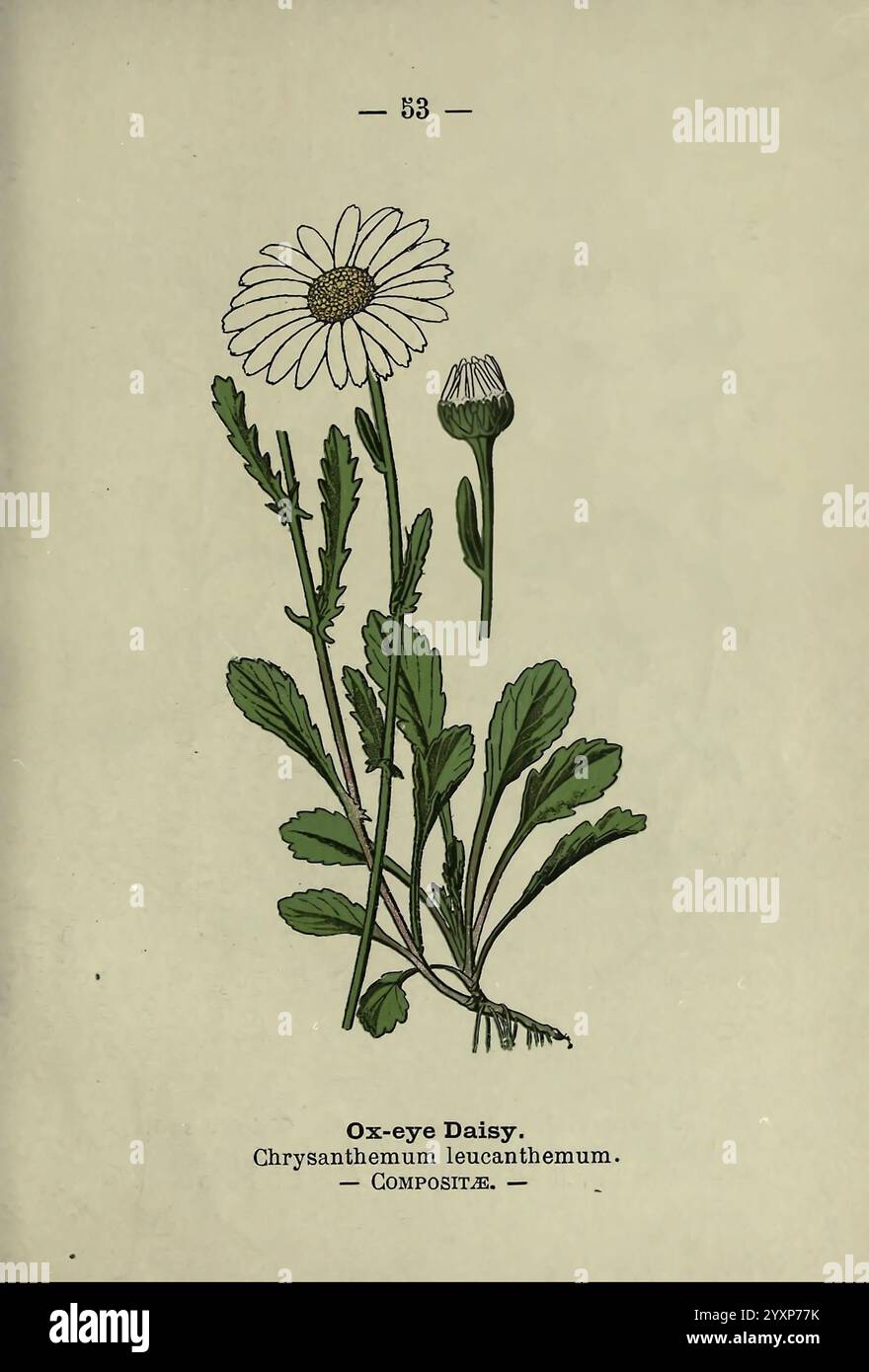Wayside and Woodland Blossoms, London, F. Warne, 1895, Großbritannien, Wildblumen, Identifizierung, Botanik, Leucanthemum vulgare, die Illustration zeigt eine Ochsenauge Daisy, wissenschaftlich bekannt als Chrysanthemum leucanthemum. Die Pflanze ist mit einer markanten Blume dargestellt, die von weißen Blütenblättern und einem gelben Zentrum gekennzeichnet ist, das die natürliche Schönheit symbolisiert. Neben der Reifen Blüte ist ein aufblühendes Gegenstück, das die Wachstumsphasen zeigt. Unten unterstreichen detaillierte Blätter mit gezackten Kanten das botanische Design. Die Unterschrift am Boden kennzeichnet die Pflanze und gibt ihre wissenschaftliche Klassifizierung an, e Stockfoto