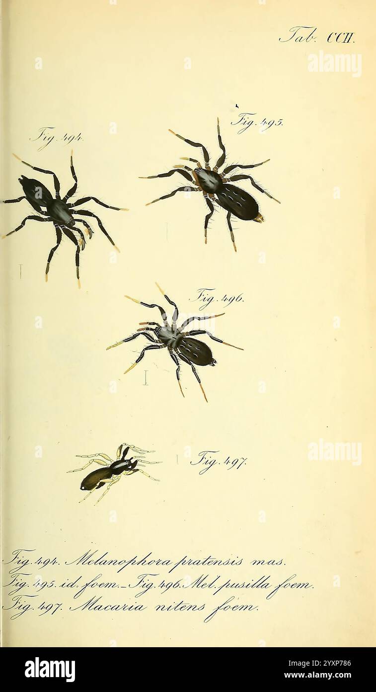 Die Arachniden, Nürnberg, in der C. H. Zeh'schen Buchhandlung, 1831-1848, Arachnida, zeigt die Abbildung eine detaillierte Untersuchung verschiedener Spinnenarten, wobei vier unterschiedliche Figuren mit jeweils einer bestimmten Zahl gekennzeichnet sind. Die dargestellten Arten umfassen *Melanophora puntonsis* (männlich) und *Macaria nitens* (weiblich), was sowohl anatomische Merkmale als auch Unterschiede zwischen den Arten veranschaulicht. Jede Figur wird akribisch gerendert, wobei die komplizierten Details der Spinnenkörper hervorgehoben werden, einschließlich ihrer Beine, des Kopfhöhlens und des Abdomens. Die sorgfältige Detailgenauigkeit spiegelt das wissenschaftliche Interesse wider Stockfoto