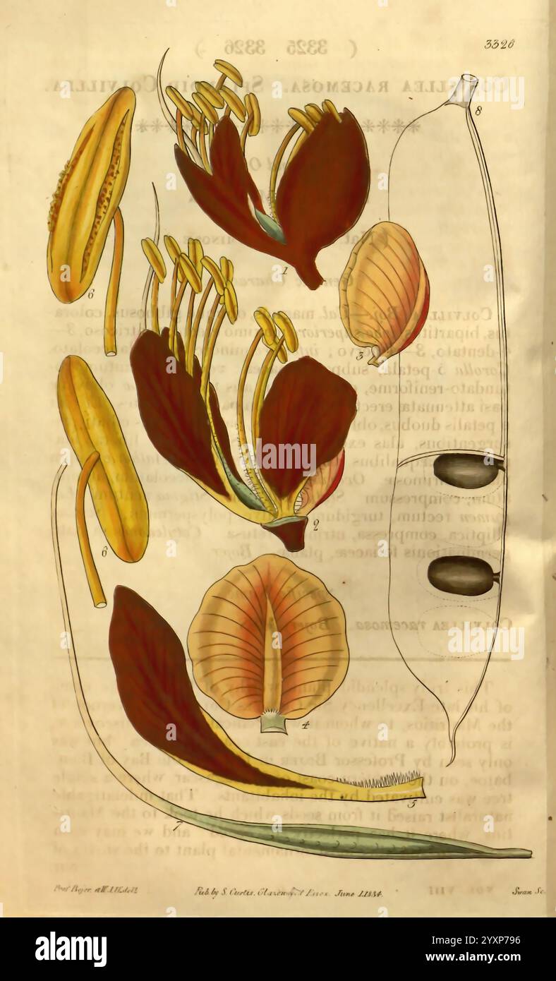 Curtis's Botanical Magazine London New York usw. Botanik Zeitschriften Bildwerke Curtis, Eine botanische Illustration, die verschiedene Teile einer blühenden Pflanze zeigt. Die Komposition enthält detaillierte Darstellungen von Blütenblättern, Staubblättern und einer Samenkapsel, die komplizierte Strukturen wie die Antheren und das Ovar hervorheben. Die lebhafte Farbgebung betont die individuellen Merkmale der Blüten, zusammen mit Beschriftungen, die die einzelnen Komponenten kennzeichnen. Diese lehrreiche Präsentation dient als Hilfsmittel zum Verständnis der Pflanzenanatomie und der Fortpflanzungsstrukturen. Stockfoto
