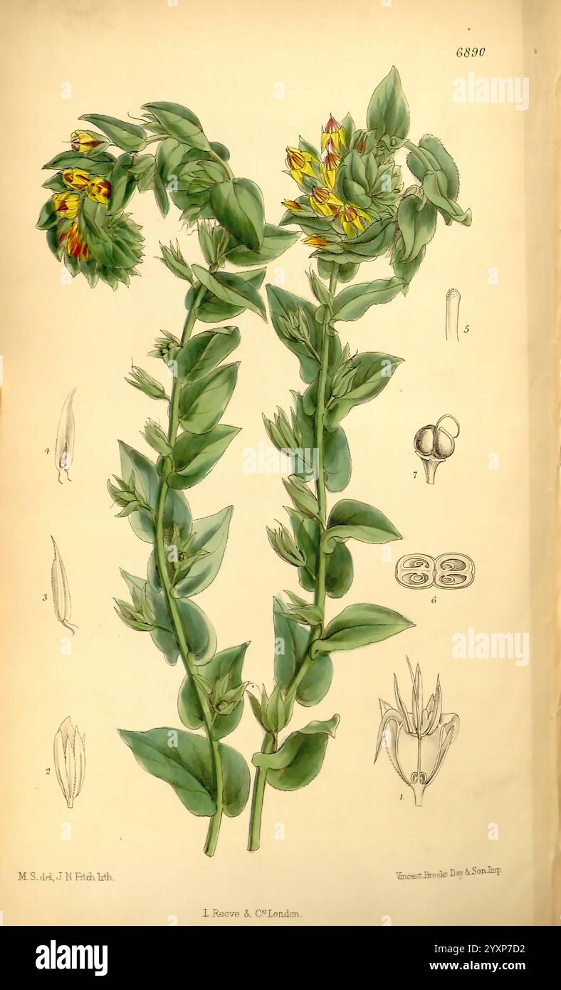 Curtis's Botanical Magazine, London, New York, Botanical Illustration, Botanical Zeitschriften, Bildwerke, Pflanzen Ornamental, Curtis, die Illustration zeigt eine botanische Studie einer blühenden Pflanze, die ihre grünen langen Stämme und Cluster von gelben und roten Blüten zeigt. Die Pflanze wird mit detaillierter Genauigkeit dargestellt, wobei die unterschiedlichen Blattformen und -Anordnung entlang der Stiele hervorgehoben werden. Die Hauptdarstellung wird durch kleinere Illustrationen ergänzt, die einen genaueren Blick auf die verschiedenen Teile der Pflanze, einschließlich der Frucht- und Blumenstruktur, ermöglichen. Diese umfassende Darstellung unterstreicht die Stockfoto