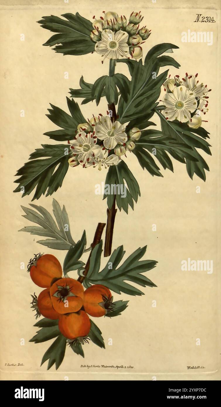 Curtis's Botanical Magazine London New York etc. Botanische Illustration Botanik Zeitschriften Bildwerke Pflanzen ornamental Curtis, dieses Kunstwerk zeigt eine botanische Studie mit einem Zweig mit zarten weißen Blumen und üppig grünen Blättern, die komplizierte Details der Blüten zeigen. Unterhalb der Blumen ist eine Gruppe von orangen Früchten sichtbar, die ihren leuchtenden Farbton vor dem umgebenden Laub hervorheben. Die Komposition fängt elegant die Schönheit sowohl der blumigen als auch der fruchtigen Aspekte der Pflanze ein und veranschaulicht ihre natürliche Ausstrahlung und botanische Bedeutung. Das Labe Stockfoto