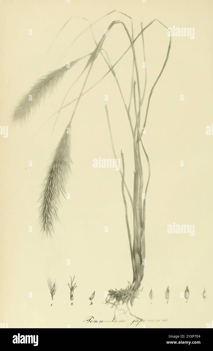 Art Graminum, Petropoli, Impensis Academiae Imperialis Scientiarum, 1828-1836, Gramineae, Bildwerke, Gräser, eine Illustration einer Grasart mit langen, schlanken Stämmen, die sich anmutig in gefiederte Blütenstände an der Spitze verjüngen. Die detaillierte Darstellung zeigt die Struktur der Pflanze, einschließlich Gruppen von feinen Samenköpfen, die an weiche, pinselartige Büschel erinnern. Unterhalb der Hauptpflanze zeigt ein sequenzielles Diagramm die verschiedenen Entwicklungsstadien der Pflanze, von der Wurzelbildung bis zur Entstehung junger Triebe, auf, die die komplizierten Details und das natürliche Erscheinungsbild betonen Stockfoto