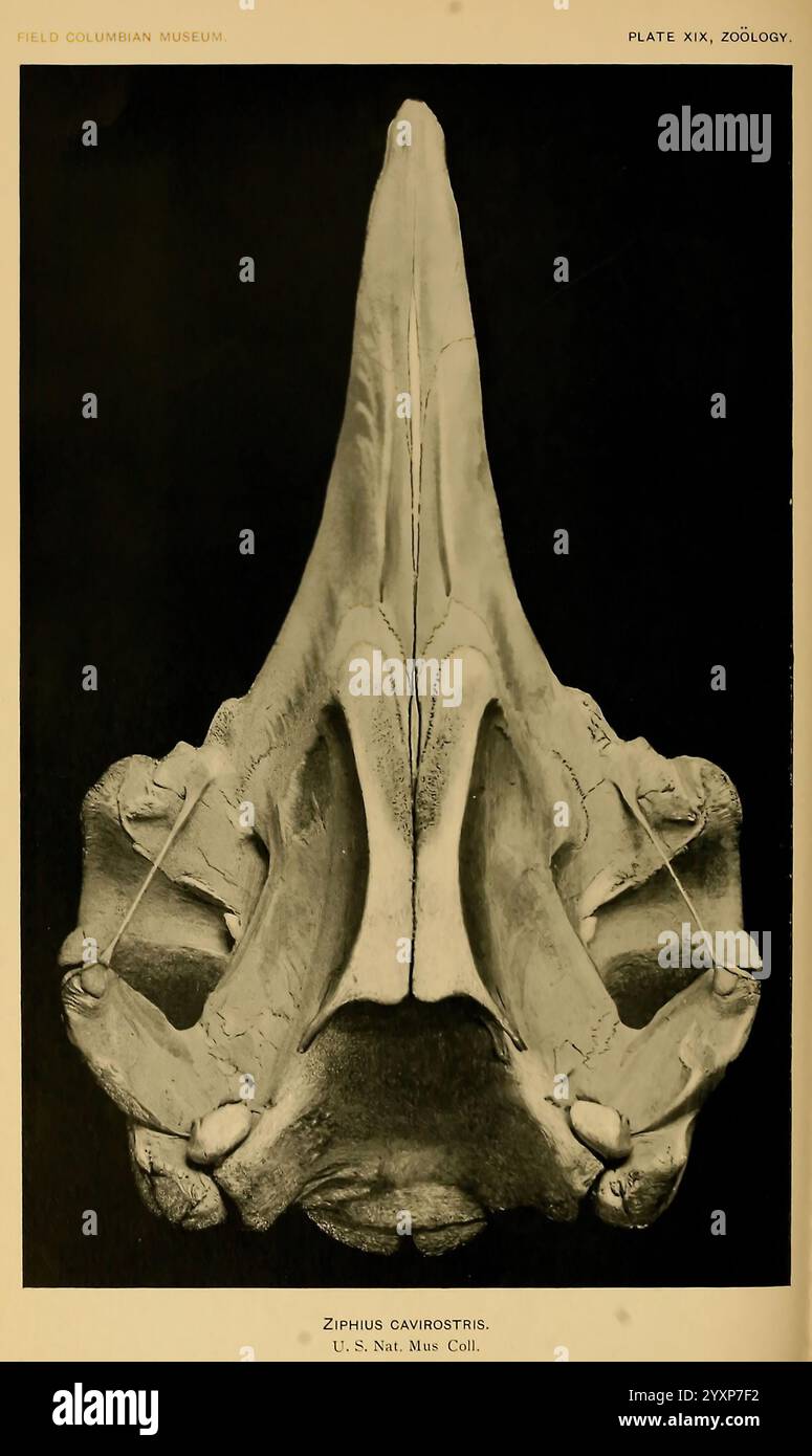 Die, Land und Meer, Säugetiere, von, Mittel-, Amerika und, West, Indien, Chicago, Field, Kolumbien, Museum, 1904, Kolumbien, Nordamerika, Säugetiere, Westen, Indien, Ziphius, Kavirostris, eine detaillierte Untersuchung des Schädels des Ziphius cavirostris, allgemein bekannt als Cuvier Schnabelwal, zeigt sein langgezogenes Rostrum und seine ausgeprägten Schädelmerkmale. Das Bild hebt die anatomische Struktur hervor, einschließlich der Lage des Bloganges und der Anordnung der Nasengänge. Besondere Aufmerksamkeit wird auf die robuste Kieferstruktur und die einzigartige Form des Schädels gelenkt, die charakteristische Adaptati sind Stockfoto