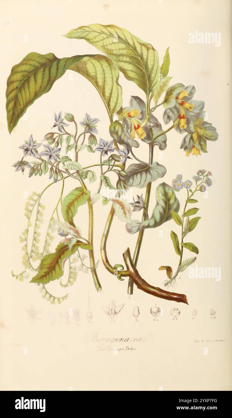 Illustrations of the Natural Orders of Plants with Groups and Descriptions London, Sampson Low, Son, and Marston, 1868 Botanik, Pictorial Works, Women in Science, Elizabeth Twining, die Illustration zeigt eine botanische Studie über die Familie der Boraginaceae, die eine Vielzahl von Pflanzen zeigt. Hervorzuheben sind detailreiche Blätter und kleine, bunte Blumen, die in einer naturalistischen Komposition angeordnet sind. Unter der Hauptdarstellung zeigen mehrere kleine Skizzen die verschiedenen Wachstumsstadien der Pflanzen und ihre einzigartigen Merkmale. Das Gesamtdesign betont die Schönheit und Komplexität o Stockfoto