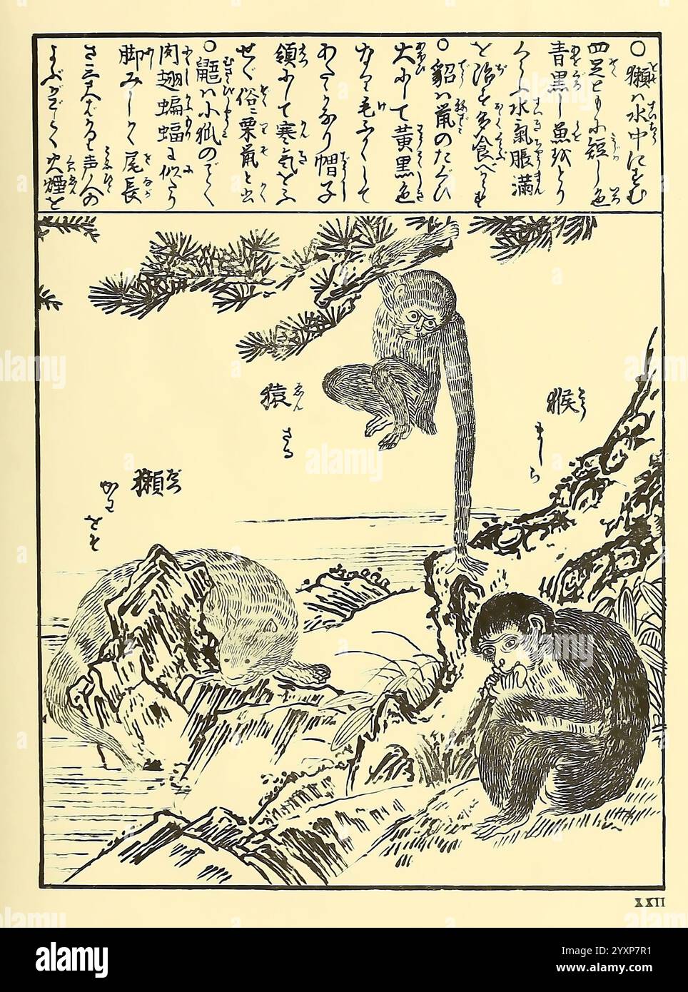 Encyclopédie japonaise, Leyde, Niederlande, Brill, 1875, Japan, Säugetiere, Eine skurrile Illustration zeigt eine Szene mit zwei Affen in einer felsigen Küstenlandschaft. Ein Affe hängt spielerisch an einem Baumzweig, während der andere kontemplativ auf dem Boden sitzt, mit Blick auf das Meer. Die Kulisse umfasst Wellen, die gegen das Ufer und weit entfernte Felsen plätschern. Um die Affen herum befinden sich stilisierte Elemente wie Kiefernzweige, die die natürliche Umgebung verbessern. Text auf Japanisch verläuft entlang der Kanten und fügt dem verspielten, aber ruhigen Ambiente der Komposition Kontext oder Erzählung hinzu. Das o Stockfoto