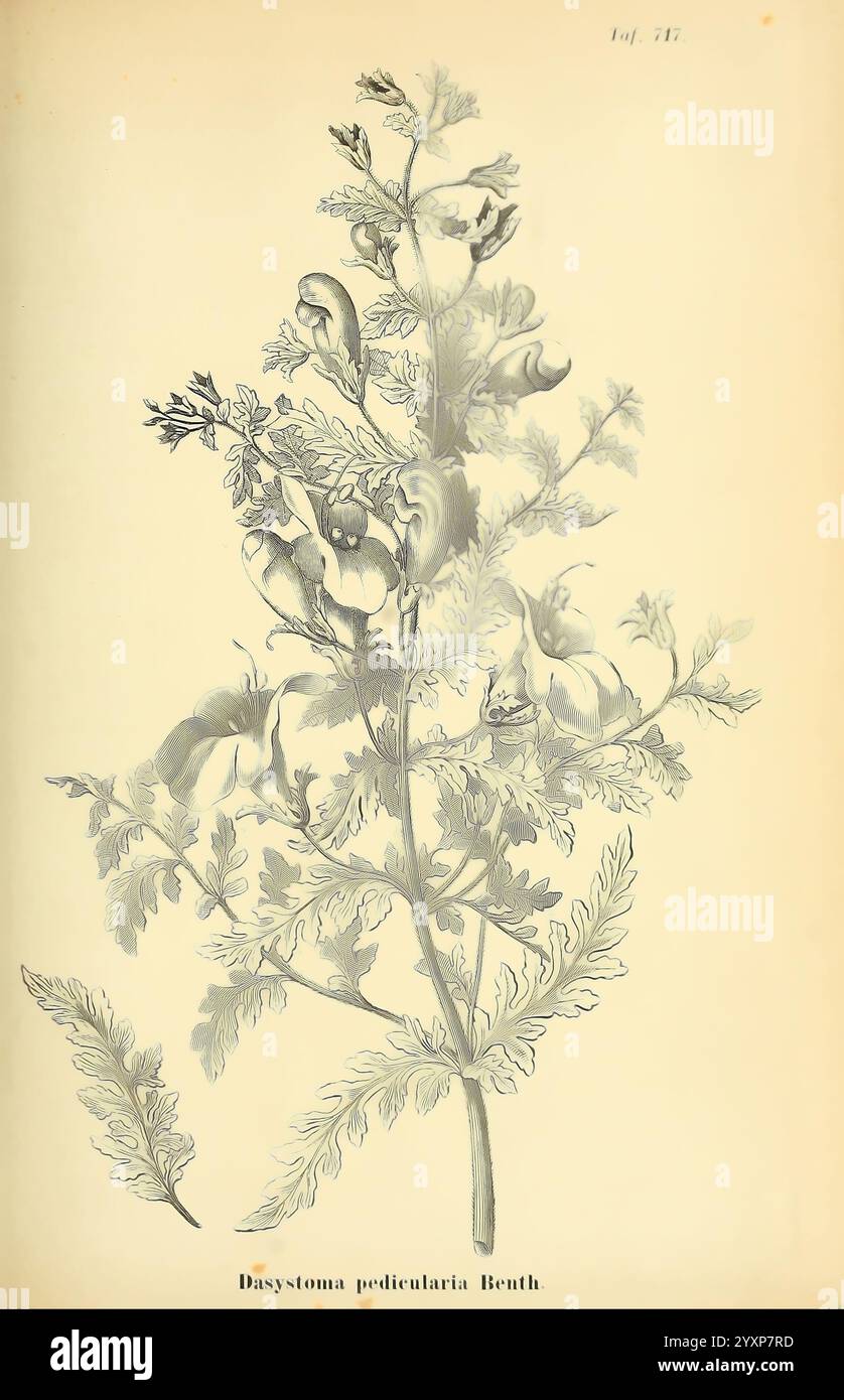 Gartenflora Erlangen F. Enke 1852-1940 Botanik Gartenarbeit Deutschland Zeitschriften Pflanzen Zierpflanzen Blume, die Komposition zeigt eine detaillierte botanische Illustration von Dasystemon pedicularia, die seine markanten Blätter und Blütenstruktur zeigt. Die Pflanze ist mit elegant gerendertem Laub dargestellt, das von fein geteilten, gefiederten Blättern gekennzeichnet ist. Hervorstehende, längliche Samenkörner und zarte Blüten sind sichtbar, was die einzigartige Morphologie der Art unterstreicht. Jedes Element ist sorgfältig illustriert, um die natürliche Schönheit und das wissenschaftliche Interesse der Pflanze zu zeigen, begleitet von ihrem Bewuchs Stockfoto