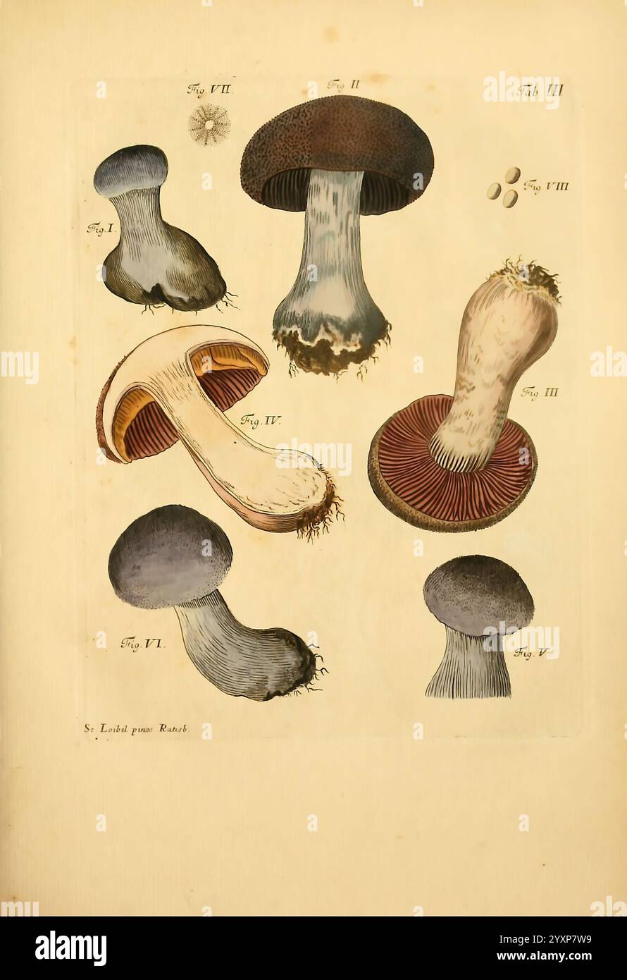 Fungorum qui in Bavaria et Palatinatu circa Ratisbonam nascuntur icones, nativis coloribus expressae. v.1-2. Erlangae, apud J.J. Palmium, 1800, Deutschland, Bayern, Fungi, The New York Botanical Garden, Pictorial Works, diese Illustration zeigt eine Sammlung von verschiedenen Pilzen, die jeweils mit einer anderen Zahl als Referenz gekennzeichnet sind. Die Pilze weisen eine Reihe von Formen und Eigenschaften auf: Einige haben breite Kappen und komplizierte Kiemen, während andere einzigartige Stiele und Texturen zeigen. Die Etiketten enthalten Details wie Abbildung VII und Abbildung VIII sowie vereinfachte Darstellungen von Sporen. Der Out Stockfoto