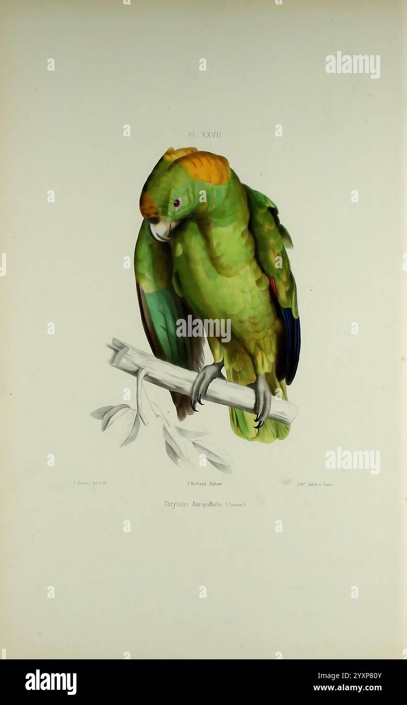 Iconographie des perroquets, Paris, P. Bertrand, 1857, Bird, Vögel, Papageien, Papageien, Bildwerke, beliebte Werke, Amazona auropalliata, Gelbnappenpapagei, die Illustration zeigt einen leuchtend grünen Papagei, der elegant auf einem schlanken Zweig mit zarten Blättern thront. Das Gefieder des Vogels zeigt verschiedene Grüntöne mit charakteristischen gelben Akzenten auf dem Kopf. Sein Schnabel ist robust und leicht gewölbt, was auf seine Ernährungsgewohnheiten hinweist, während seine ausdrucksstarken Augen ein Gefühl der Neugier verleihen. Das detailreiche Rendering unterstreicht die komplizierten Federmuster und das lebhafte Verhalten des Papageiens Stockfoto