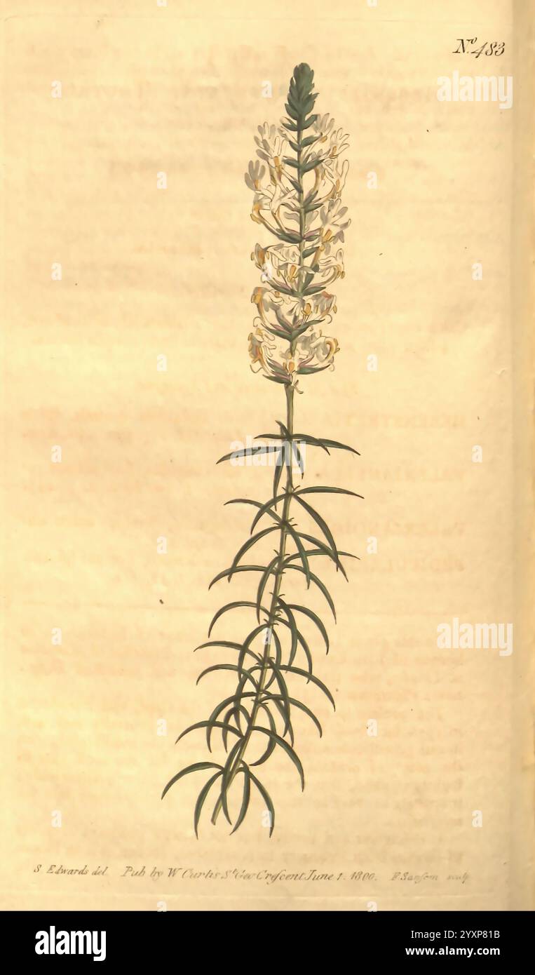The Botanical Magazine, oder Flower-Garden ausgestellt, 1790-1800, Botanik, Zeitschriften, malerische Werke, Curtis, Eine hohe, schlanke Pflanze mit einem zentralen Stachel, der mit Blütenblumen verziert ist, überwiegend in Gelb- und Weißtönen. Jede Blume zeigt komplizierte Details und zeigt zarte Blütenblätter, die sich nach oben öffnen. Die Blätter sind gestreckt und schmal, spiralförmig entlang des Stängels angeordnet, was zum anmutigen Aussehen der Pflanze beiträgt. Der Hintergrund ist mit handschriftlichen Notizen und einem Datum versehen, das eine botanische Studie oder Illustration angibt, die eine Wertschätzung für die Schönheit der Natur widerspiegelt Stockfoto