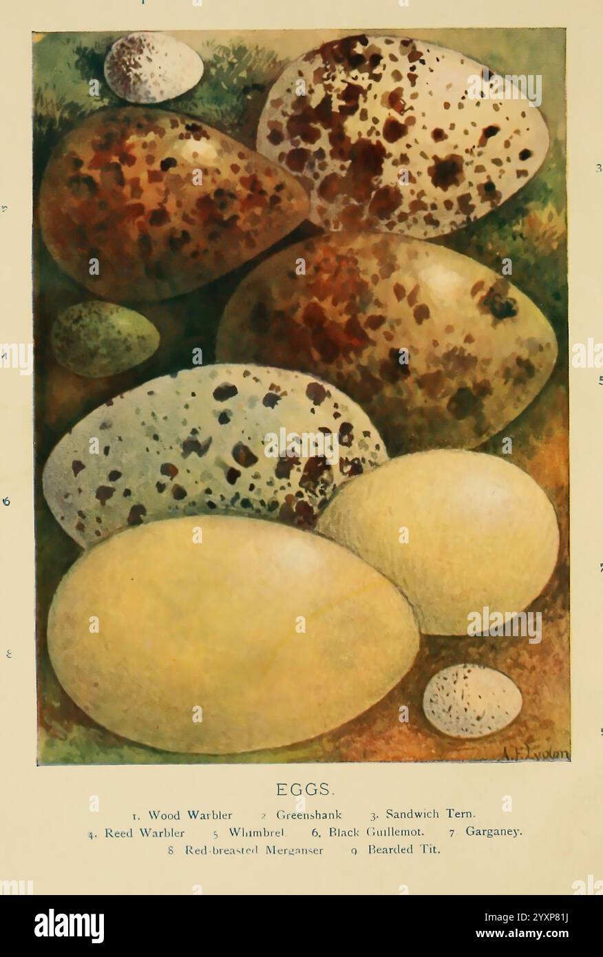 Vogelnester, Eier, Eiersammeln, 1896, Vögel, Eier, Großbritannien, Nester, Eine Sammlung verschiedener Vogeleier auf einem natürlichen Hintergrund zeigt ihre verschiedenen Muster und Farben. Jedes Ei variiert in Größe und Design, was die einzigartigen Eigenschaften der Natur unterstreicht. Das Sortiment umfasst bemerkenswerte Eier wie die des Wood Warbler, Reed Warbler und Garganey, die jeweils mit entsprechenden Nummern zur Identifizierung gekennzeichnet sind. Das Arrangement unterstreicht die Schönheit und Komplexität dieser Eier und veranschaulicht die Kreativität der Natur in der Vogelproduktion. Stockfoto
