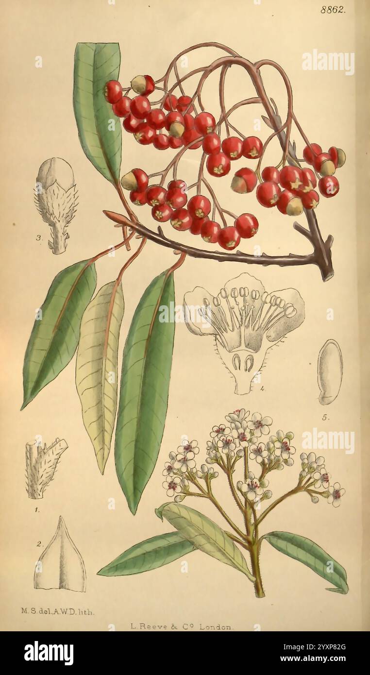 philodendron barrosoanum Philodendron barrosoanum | Plants