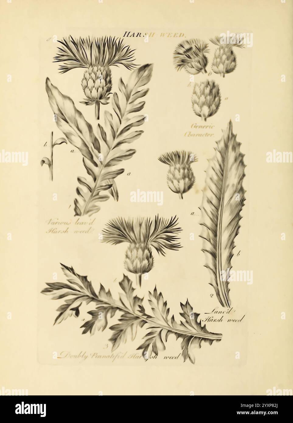 Das, Gemüse, System, London, gedruckt, at, die, Expension, von, die, Autor und, verkauft, von R, Baldwin, 1759-1763, Botanik, Bild, Werke, die Illustration zeigt verschiedene botanische Studien einer Pflanze mit der Bezeichnung ''scharfes Unkraut''. Hervorzuheben sind mehrere detaillierte Darstellungen seiner Blätter und Blütenstrukturen. Jeder Teil der Anlage ist sorgfältig mit Buchstaben gekennzeichnet, die unterschiedliche Abschnitte und Merkmale anzeigen. Oben links sind kleinere Blätter und Knospen zu sehen, während die unteren Abschnitte größere, komplexere Blätter aufweisen. Die komplizierte Linienarbeit erfasst die Textur und Form des Stockfoto