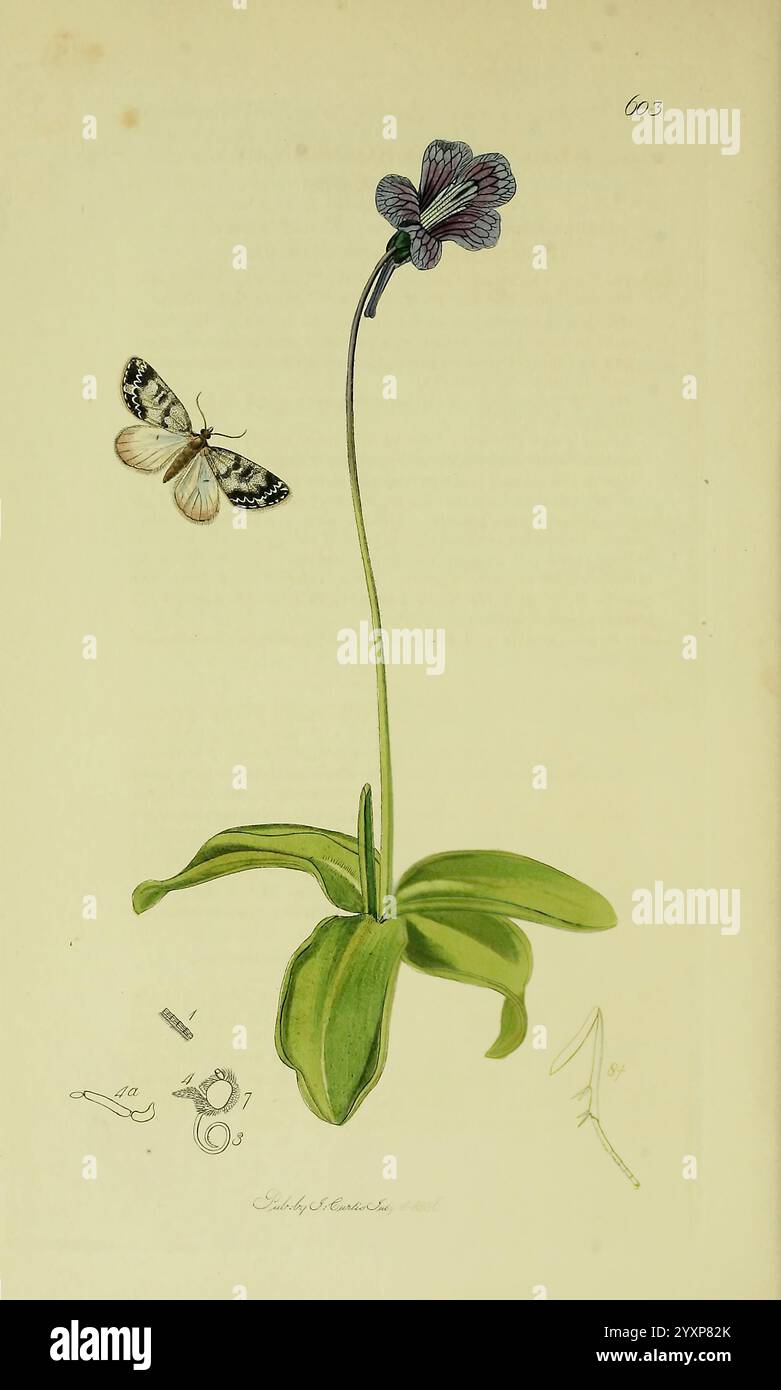 Britisch, Entomologie, London, gedruckt für den Autor 1823-1840 [d. h. 1840], Botanik, Großbritannien, Insekten, Bildwerke, eine zarte Illustration zeigt eine schlanke violette Pflanze mit leuchtenden lila Blumen. Die Pflanze steht hoch auf einem grünen Stamm, dessen breite, glänzende Blätter sich elegant an der Basis ausbreiten. Auf der linken Seite flattert ein wunderschön detaillierter Schmetterling mit komplizierten Mustern auf seinen Flügeln, mit schwarz-weißen Markierungen, die im Kontrast zur farbenfrohen Flora stehen. Unter der Anlage befinden sich detaillierte Skizzen und Anmerkungen, die Teile der Anlage und möglicherweise Referenzen angeben Stockfoto