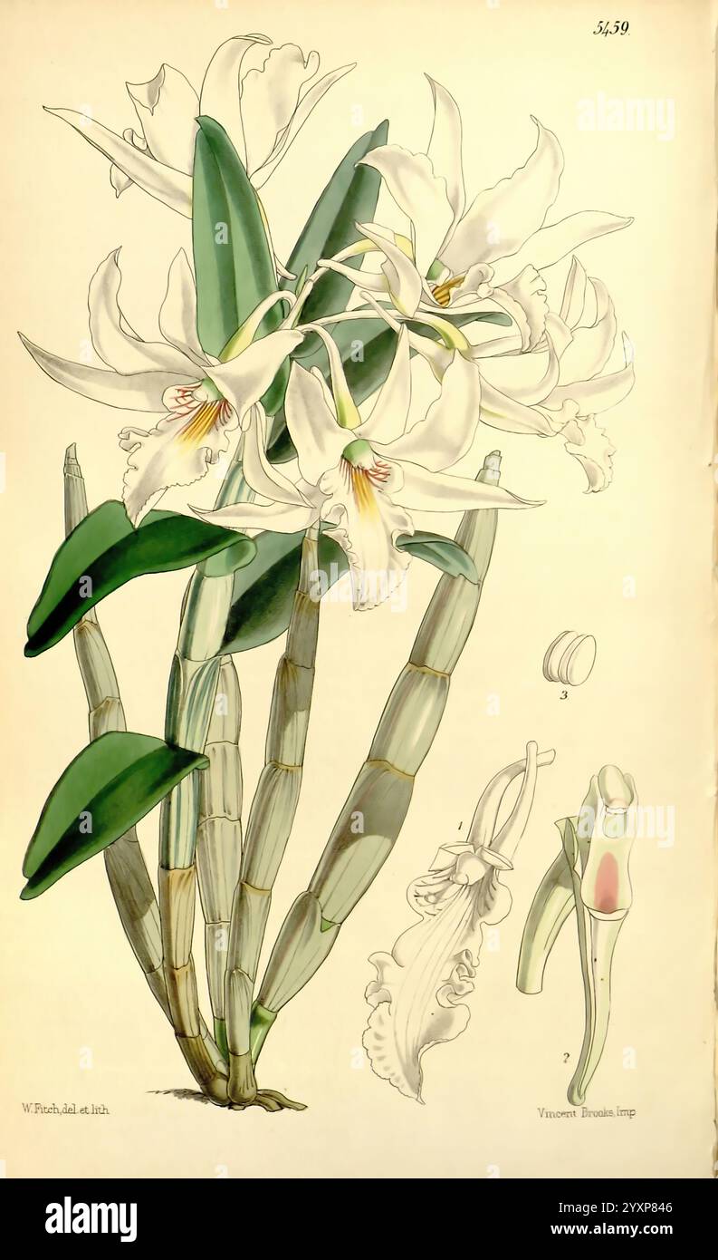 Curtis's Botanical Magazine London New York etc Botanik-Zeitschriften Pictorial Works Curtis, Eine botanische Illustration, die eine Gruppe eleganter Orchideen mit zarten weißen Blütenblättern und auffälligen gelben und roten Markierungen in der Mitte zeigt. Die Blüten sind anmutig auf schmalen grünen Stielen angeordnet, ergänzt durch üppige, längliche Blätter. Zusätzlich gibt es detaillierte Zeichnungen der Strukturen der Blume, einschließlich Seitenansichten und Querschnitten, die die komplizierte Anatomie der Orchidee hervorheben und einen Einblick in ihre Fortpflanzungsteile geben. Die sorgfältig gerenderten Details betonen die Schönheit Stockfoto