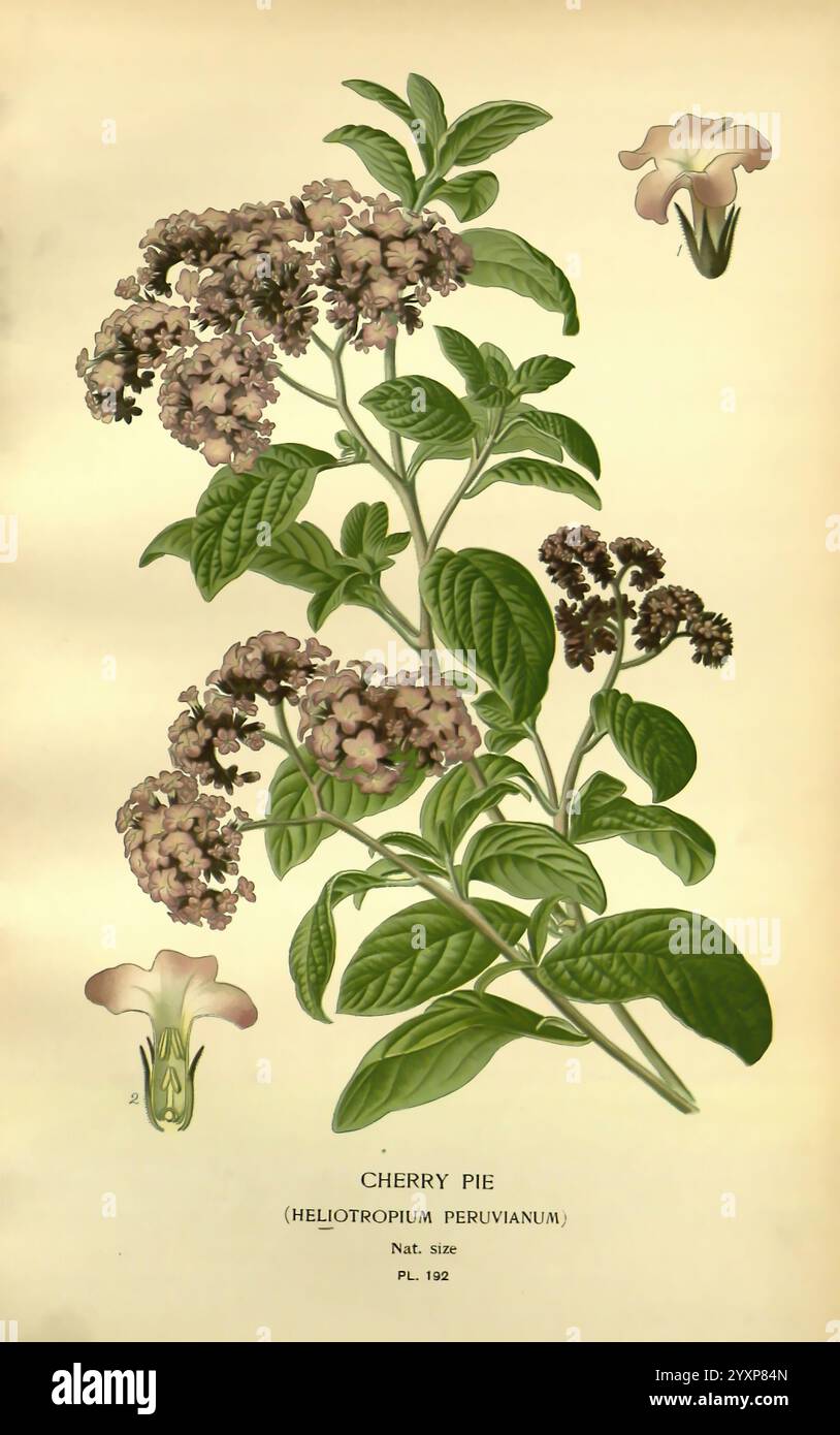 Lieblingsblumen des Gartens und Gewächshauses London und New York Frederick Warne & co. 1896-97 Frankreich Ikonen Blumenzucht Chromolithographie Pflanzen Zierpflanzen Heliotropium arborescens, Eine wunderschön detaillierte botanische Illustration mit der Kirschkuchen-Pflanze (Heliotropium peruvianum). Das Kunstwerk zeigt die üppig grünen Blätter der Pflanze, die in natürlicher Größe präsentiert werden. Es sind zarte Gruppen kleiner, hellvioletter Blüten abgebildet, wobei eine Blume neben dem vollen Blumenstrauß im Profil dargestellt wird. Die Abbildung ist mit dem wissenschaftlichen Namen und der Kennnummer am unteren Rand versehen Stockfoto