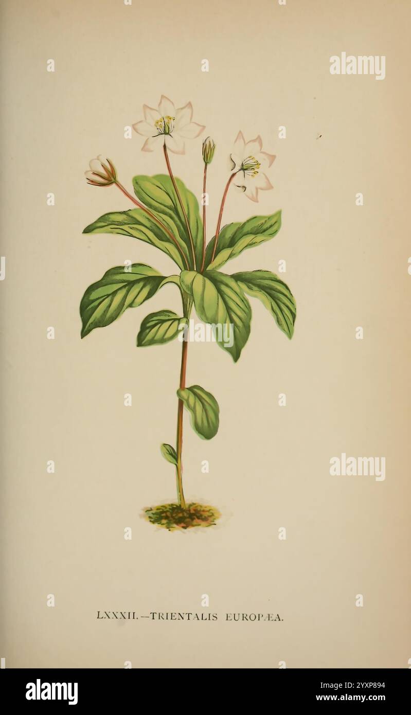 Die Flora der Alpen, London, J. C. Nimmo, 1896-1900, alps, Floras, Bergpflanzen, Pflanzen, Schweiz, diese Abbildung zeigt eine botanische Darstellung der Trientalis europaea, allgemein bekannt als die Europäische Sternblume. Die Pflanze hat zarte weiße Blüten mit sternförmigen Blütenblättern, die durch grüne Blätter unterstrichen werden, die abwechselnd entlang des Stängels wachsen. Die Gesamtzusammensetzung unterstreicht die Schlankheit des Stängels und die üppige Vegetation und veranschaulicht so den natürlichen Lebensraum der Pflanze. Das Kunstwerk trägt die Nummer LXXXII, was auf seinen Platz in einer größeren Sammlung botanischer Studien hindeutet. Die Stockfoto