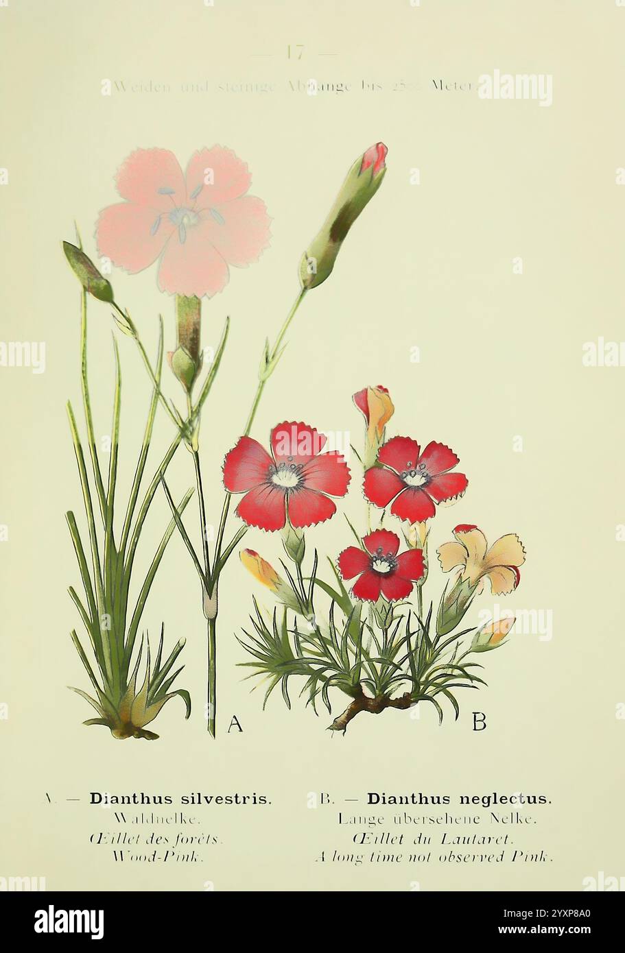 Alpen-Flora Heidelberg C. Winter 1906 Alpen Bergpflanzen Bildwerke Dianthus Silvestris Dianthus Neglectus, Eine botanische Illustration mit zwei Arten von dianthus-Blüten. Die linke Seite zeigt **Dianthus sylvestris**, allgemein bekannt als Wood Pink, gekennzeichnet durch zarte rosa Blüten und schlanke grüne Stiele, ergänzt durch Blattwerk. Auf der rechten Seite zeigt **Dianthus neglectus**, bezeichnet als Long Overlook Pink, leuchtend rote Blüten mit einem robusteren Aussehen. Beide Arten werden mit detaillierter Aufmerksamkeit auf ihre einzigartigen Formen und Farben dargestellt, wodurch ihre natürliche Erscheinung hervorgehoben wird Stockfoto
