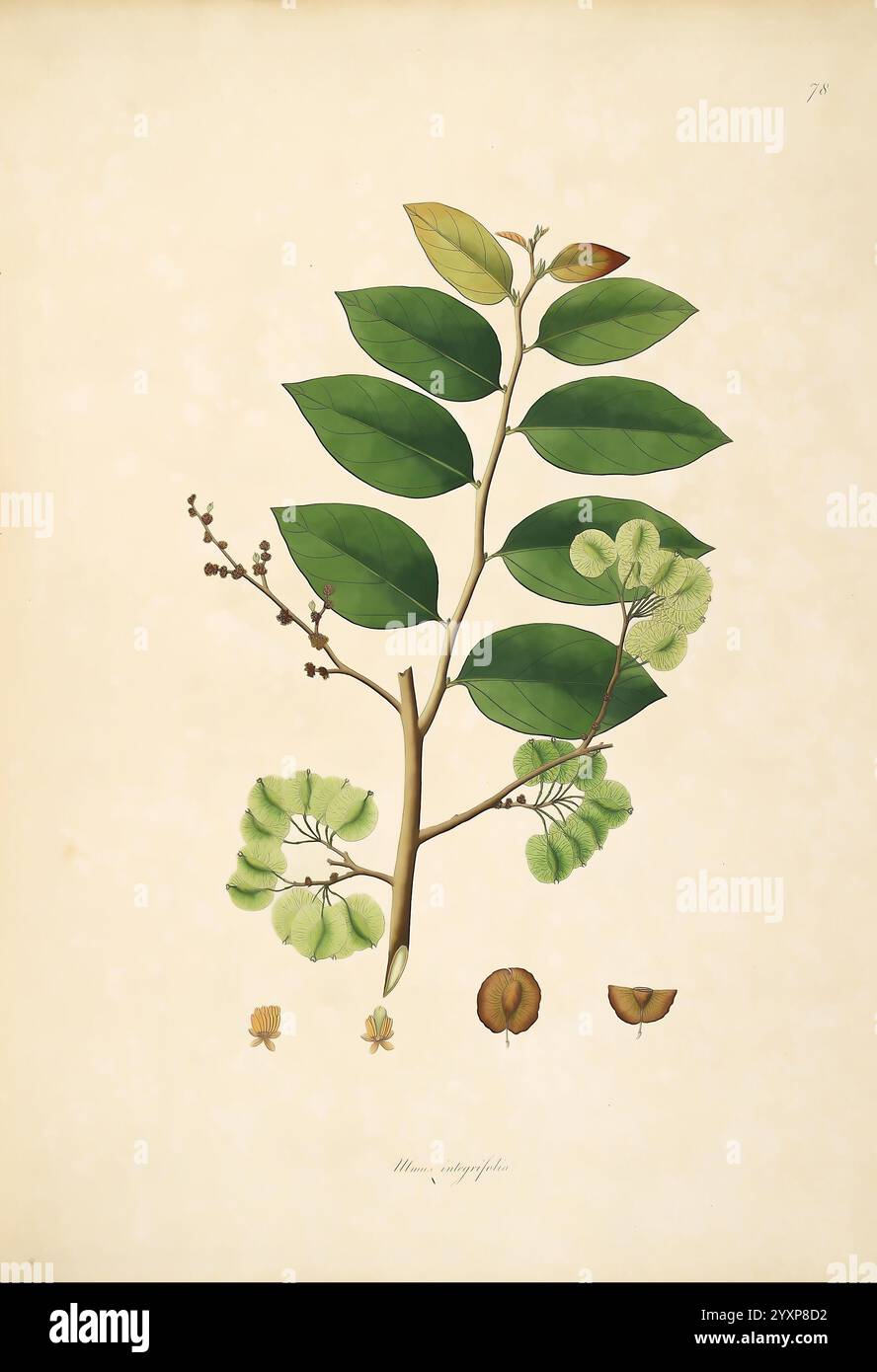 Pflanzen der Küste von Coromandel, London, gedruckt von W. Bulmer und Co. Für G. Nicol, Buchhändler, 1795-1819, 1819, Botanik, Kupferstich, Coromandel Coast, England, grafische Medien, handkoloriert, Indien, Pflanzen, Blumen, Früchte, Taxonomie: binomial = Ulmus integrifolia, Holoptelea integrifolia, Taxonomie: Family= Ulmaceae, kanju, nata karanja, Kanjho, Papri, Thavasai, Njetavil, Vavala, Dhauranjan, chirivilva, aya, nali, Geo: Continent= Asia, Indien, Sri Lanka, Nepal, Myanmar, Thailand, Kambodscha, Laos, Vietnam, diese botanische Illustration zeigt die komplizierten Details einer Pflanze mit einem Abschlussball Stockfoto