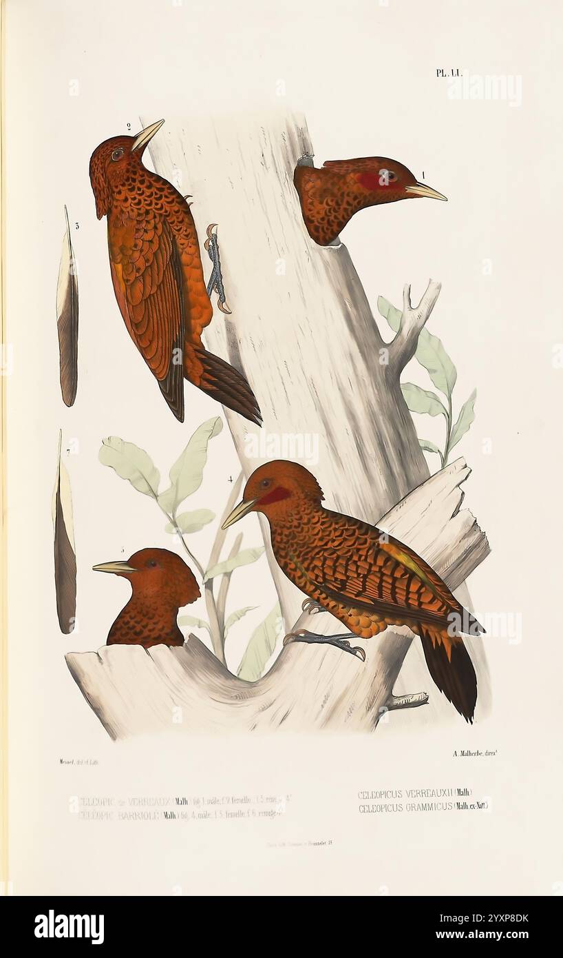 Monographie des picidées, ou Histoire naturelle des picidés, picumninés, yuncinés ou Torcols, Metz, Typ. De J. Verronnais, 1861-62, Vögel, Piziden, Bildwerke, die Illustration zeigt eine detaillierte Untersuchung mehrerer Vögel aus der Familie Picidae, die ihr eigenes Gefieder und ihre Merkmale zeigen. Unter ihnen ist ein markanter bräunlich-roter Vogel mit komplizierten Federmustern hervorgehoben. Die Köpfe verschiedener Vögel sind dargestellt und zeigen unterschiedliche Winkel und Orientierungen, die ihre einzigartigen Eigenschaften betonen. Zusätzliche Laubelemente im Hintergrund verleihen ihrer natürlichen Gewohnheit einen Kontext Stockfoto