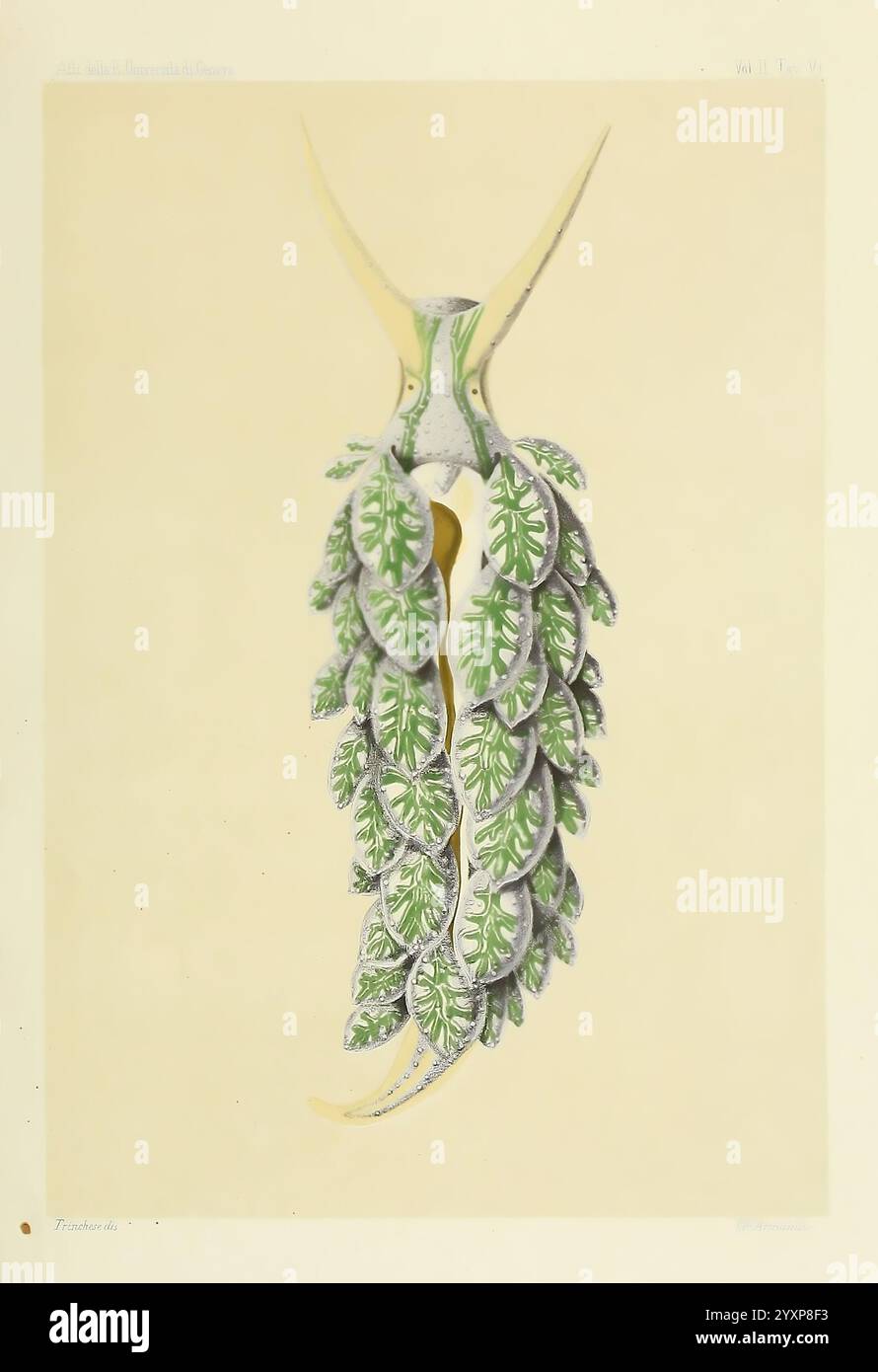Æolididae, Familie, Genua, Italien, Weichtiere, Olividae, Ercolania siottii, Ercolania viridis, Wissenschaft, Kunst, Meeresschnecke, wirbellose Meerestiere, Geschichte, Wissenschaft, Kunst Ich habe die Rechtschreibfehler korrigiert und die verketteten Wörter getrennt, während die kontextbezogene Formatierung und Reihenfolge der ursprünglichen Begriffe beibehalten wurde. Eine detaillierte Abbildung zeigt ein kompliziertes Meereswesen, das sich durch seine einzigartige Form und sein lebendiges Muster auszeichnet. Der Organismus verfügt über einen schlanken Körper, der mit einer Reihe von zarten Blättern oder Wedeln verziert ist, die an Laub erinnern und einen auffälligen Kontrast zum hellen Hintergrund bilden. Stockfoto