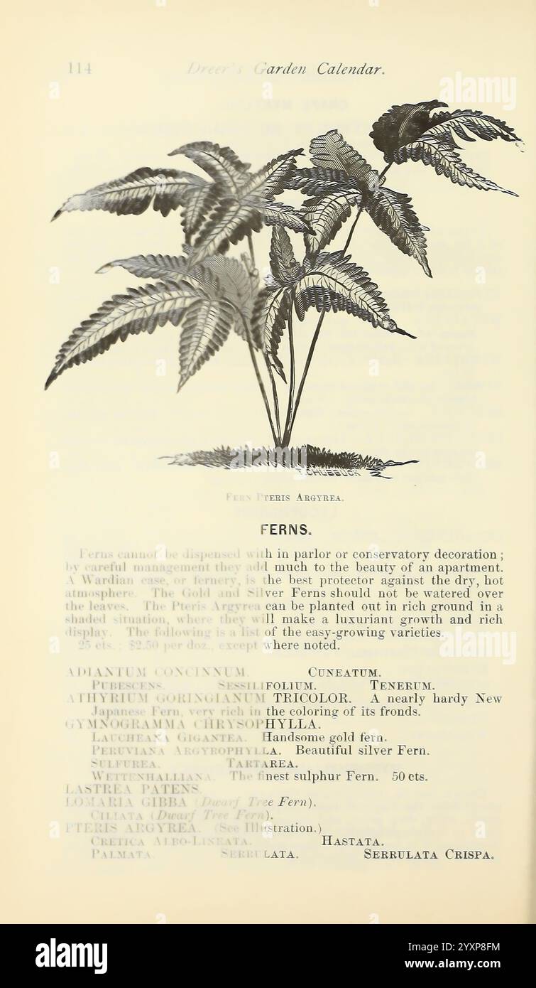 Dreers Gartenkalender, Philadelphia, Pa, Henry A. Dreer, 1884, Blumen, Gartenarbeit, Samen, Farne, Kataloge, Gärtnerei, Henry A. Dreer Firma, Garden Stories, in Bloom, Internet-Ressource, die Seite enthält eine detaillierte botanische Illustration verschiedener Farnarten, die ihre besonderen Merkmale hervorheben. Hervorzuheben ist der „Fern Pierre Abryera“, mit beschreibendem Text, der seine Eignung für Wohnkultur, insbesondere in Stuben oder Wintergärten, erklärt. Der Text betont die Wichtigkeit einer sorgfältigen Bewässerung und weist darauf hin, dass die Pflanze im indirekten Licht gedeiht und reichhaltiges, moi erfordert Stockfoto