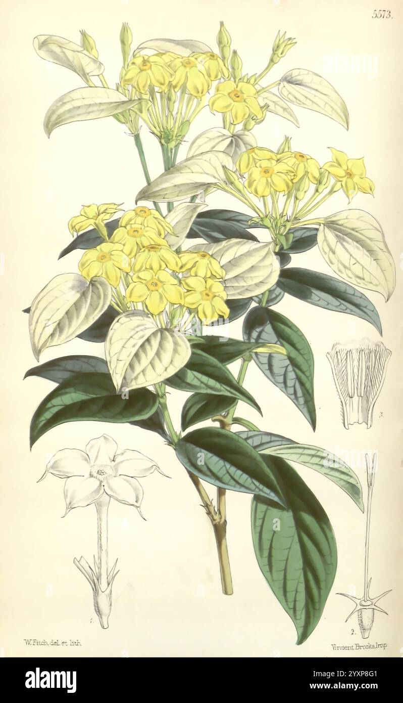 Curtis's Botanical Magazine, London, New York, botanische Illustration, Botanik, Zeitschriften, Bildwerke, Pflanzen ornamental, Curtis, Eine botanische Illustration mit einer blühenden Pflanze, die von kleinen, leuchtend gelben Blüten umgeben ist, umgeben von breiten, strukturierten grünen Blättern. Die Komposition enthält detaillierte Darstellungen sowohl der Blumen als auch der Blätter, die ihre komplizierten Strukturen hervorheben. An der Basis zeigt eine separate Illustration die Anatomie der Blume, wobei der Schwerpunkt auf den Blütenblättern und den Fortpflanzungsorganen liegt. Diese Darstellung unterstreicht die Schönheit und Komplexität des Plans Stockfoto