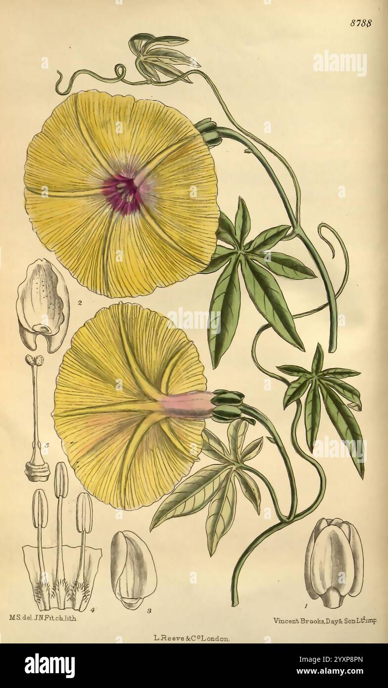 Curtis's Botanical Magazine, London, New York, botanische Illustration, Botanik, Zeitschriften, Bildwerke, Pflanzen ornamental, Curtis, Matilda Smith, Ipomoea dasysperma, Ipomoea cairica, Asien, Afrika, Frauen in der Wissenschaft, Matilda Smith, diese Illustration zeigt zwei leuchtend gelbe Blüten der Gattung *Hibiscus*, die ihre großen, offenen Blütenblätter zeigen. Jede Blume ist mit einem auffälligen, tiefvioletten Zentrum verziert, das die Aufmerksamkeit auf ihre zarte Struktur lenkt. Die Blüten umgeben von üppig grünen Blättern, die ein Element von natürlicher Schönheit hinzufügen. Unter den Blumen befindet sich eine detaillierte Studie der Blumen- und Stockfoto