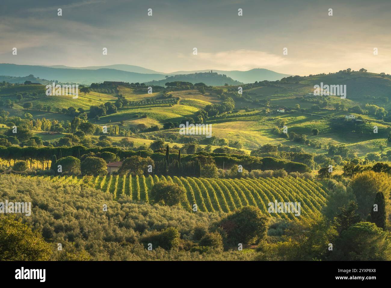 Landschaft der Weinberge Morellino di Scansano im Herbst. Im Hintergrund das Dorf Montiano. Maremma, Provinz Grosseto, Toskana reg Stockfoto