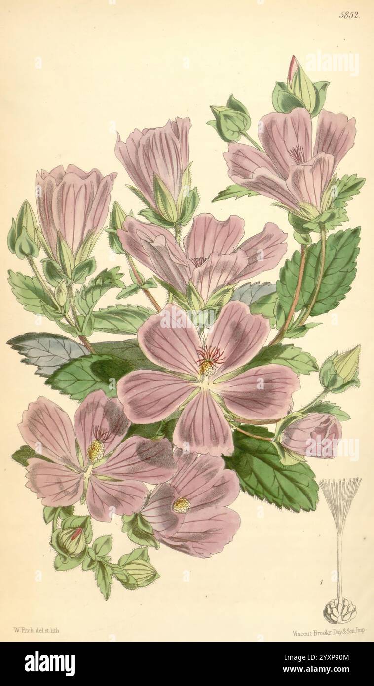 Curtis's Botanical Magazine London, New York Botanical Illustration Botany Periodicals Pictorial Works Plants Ornamental Curtis, diese Illustration zeigt eine Gruppe von zarten blassrosa Blumen, allgemein bekannt als Malva, umgeben von üppig grünem Laub. Die Blüten sind detailreich und zeigen ihre fünf Blütenblätter und markanten Staubblätter, während die Blätter ein strukturiertes, geädertes Aussehen aufweisen. Das Arrangement unterstreicht die natürliche Schönheit der Blumen, mit mehreren Knospen und Blüten in verschiedenen Winkeln, die ein Gefühl von Bewegung und Lebendigkeit schaffen. In der Zusammensetzung gibt es noch eine Ergänzung.“ Stockfoto