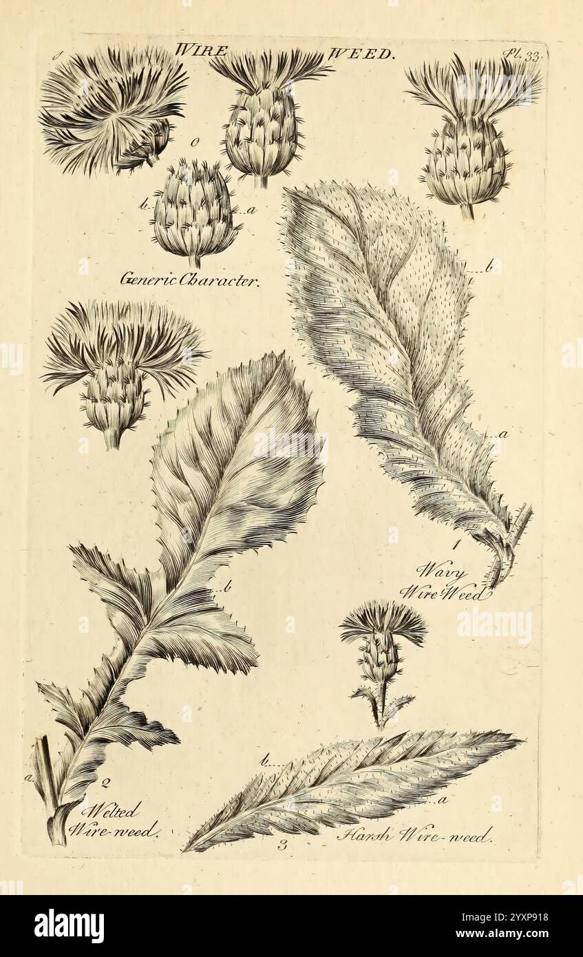 The Vegetable System, London, gedruckt auf der Expence of the Author und verkauft von R. Baldwin, 1759-1763, Botany, Pictorial Works. Diese Illustration zeigt verschiedene Stufen und Aspekte einer Pflanze, die allgemein als Drahtsäcke bezeichnet wird. Der obere Abschnitt zeigt detaillierte Renderings der Blumenköpfe der Pflanze mit ihren unterschiedlichen Formen und Texturen. Die folgende Abbildung zeigt die Blattstruktur, die markanten Markierungen und Konturen sind anschaulich dargestellt. Jedes Teil ist mit präzisen botanischen Beschriftungen versehen, die die wichtigen Merkmale für die Identifizierung hervorheben. Die Gesamtzusammensetzung ist Stockfoto