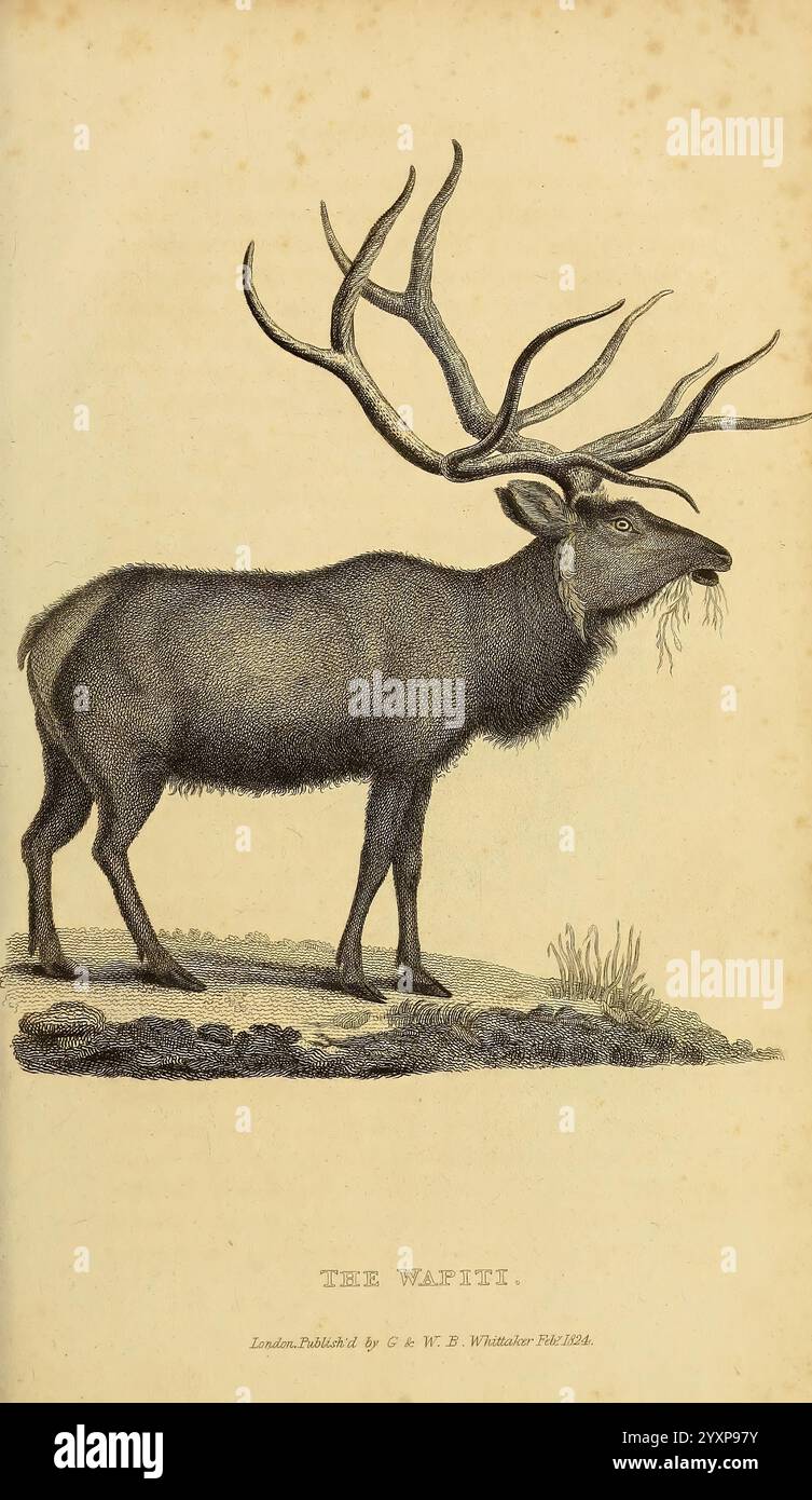 Das Tierreich London, gedruckt für G.B. Whittaker, 1827-1835, Zoologie, Wapiti, Elch, Cervus canadensis, Eine detaillierte Darstellung eines Hirsches mit beeindruckenden Geweihen, die seine majestätische Form zeigt. Die Kreatur steht anmutig auf einem Stück Boden, mit einer üppigen Umgebung im Hintergrund. Die Geweihe sind groß und aufwändig gestaltet und spiegeln die Stärke und Eleganz des Tieres wider. Unter der Abbildung wird der Titel „THE WalPHIT“ angezeigt, der die dargestellten Arten angibt. Die Gesamtkomposition unterstreicht die natürliche Schönheit des Tieres und die Kunstfertigkeit, die bei der Erfassung seines Gleichnisses zum Einsatz kommt. Stockfoto