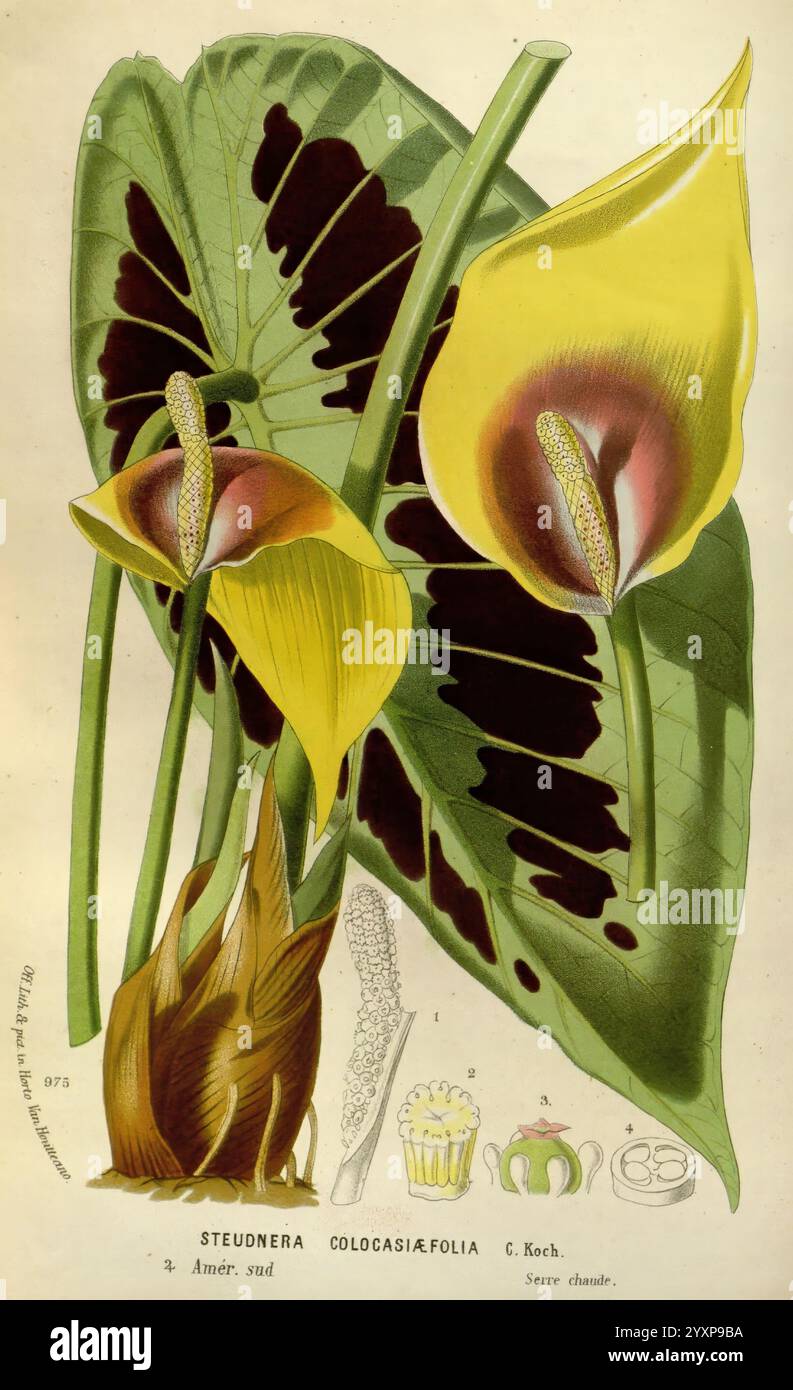 Flore des serres et des jardins de l'Europe A Gand, chez Louis van Houtte, éditeur, 1845-1880, zeigt diese Illustration die Steudnera colocasiaefolia, die ihre charakteristischen breiten grünen Blätter und ihre einzigartige florale Struktur hervorhebt. Die großen, herzförmigen Blätter weisen hervorstehende Adern und eine glänzende Textur auf, während die auffälligen Blüten eine Mischung aus gelben und tiefvioletten Tönen zeigen. Begleitende Skizzen beschreiben verschiedene Aspekte der Pflanze, einschließlich der Anatomie der Blume und einer botanischen Beschreibung. Diese pädagogische Darstellung unterstreicht die Schönheit und die Feinheiten dieser tropischen Art, oft f Stockfoto