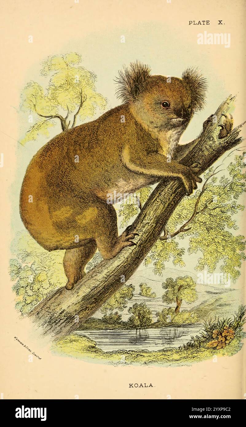 Ein Handbuch zu den marsupialia and monotremata London, E. Lloyd, 1896. Beuteltiere, Monotremes, Phascolarctos cinereus, Phascolarctos cinereus, Koala, Eastern Australia, Australia, Australia, Earth Day, Richard Lydekker, ein Koala thront anmutig auf einem Baumzweig und zeigt seine Besonderheiten. Sein rundes Gesicht wird von weichen, flauschigen Ohren eingerahmt, und sein Körper ist kräftig und pelzig. Die Arme und Klauen des Koalas sind für das Klettern angepasst und spiegeln seinen urwüchsigen Lebensstil wider. Im Hintergrund entfaltet sich eine ruhige Landschaft, gefüllt mit üppigen Bäumen und einem sanft fließenden Gewässer, die eine ruhige Atmosphäre schaffen Stockfoto