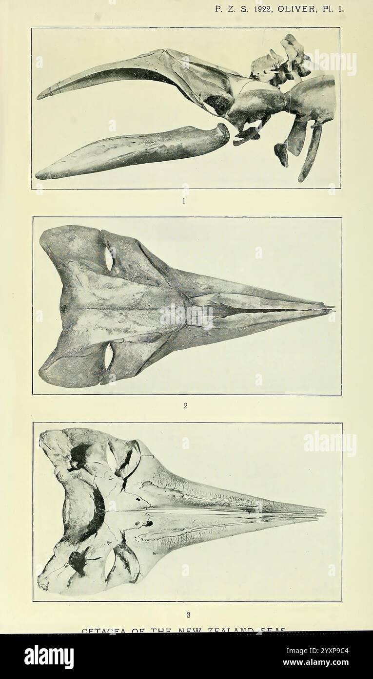 Proceedings, of, the, Zoological, Society, of, London, Academic, Press Periodicals, Zoologie, Knochen, die Illustration zeigt drei detaillierte anatomische Renderings von Walschädeln, die verschiedene Perspektiven zeigen und besondere Merkmale hervorheben. Der obere Abschnitt zeigt eine Seitenansicht eines Walschädels, die den langgestreckten Schnabel und die kraniale Struktur betont. Der mittlere Abschnitt zeigt eine Frontalansicht, wobei der Schwerpunkt auf den symmetrischen Konturen des Schädels und seiner robusten Nasenstruktur liegt. Der untere Teil zeigt eine andere Frontalansicht, möglicherweise einer anderen Art, mit einer Emphasi Stockfoto