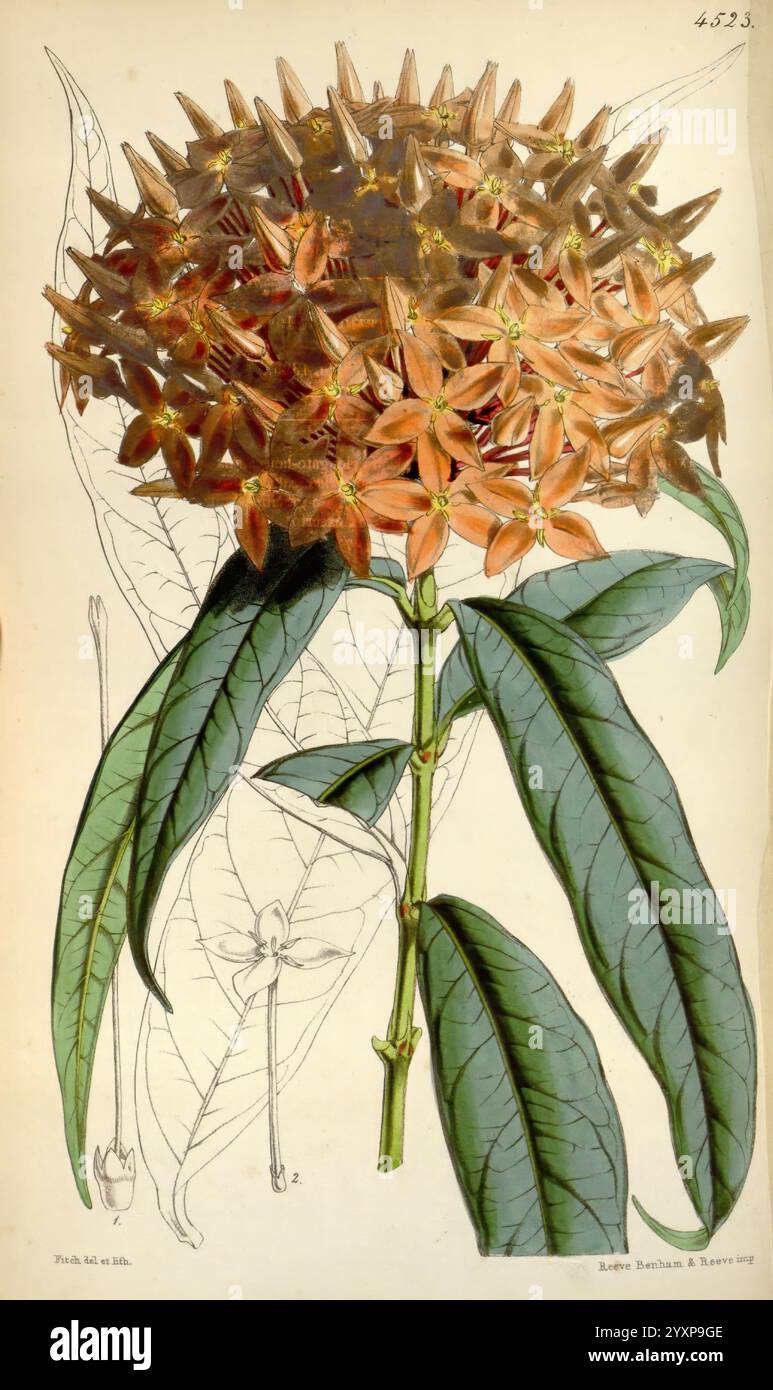 Curtis botanisches Magazin London New York usw. Botanik-Zeitschriften Bildwerke Curtis, diese Illustration zeigt eine robuste blühende Pflanze, die sich durch ihre auffälligen, komplizierten Blüten auszeichnet, die eine Mischung aus sattem Orange und subtilen Tönen zeigen. Die Röschen sind sternförmig und gruppiert, was ihr dramatisches Aussehen unterstreicht. Die Blüten umgeben sich durch langgezogene, glänzende Blätter mit markanten Adern, die einen üppigen grünen Kontrast bieten. Im Hintergrund deuten schwache Umrisse zusätzlicher Elemente auf eine Erforschung der Struktur und des Lebensraums der Pflanze hin, was zu einem tieferen Verständnis beiträgt Stockfoto