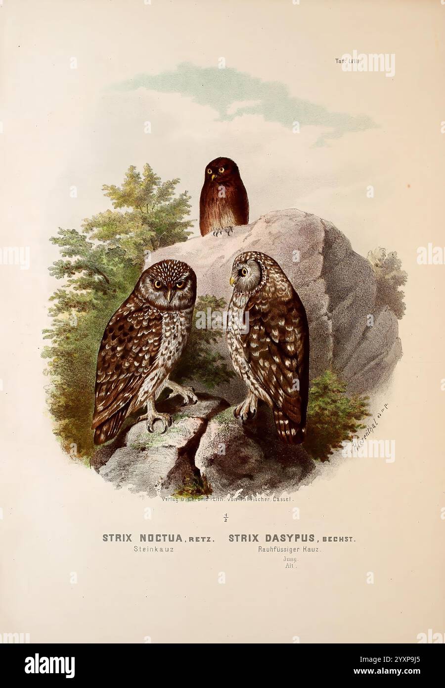 Die Raubvögel Deutschlands und des angrenzenden Mitteleuropas, Cassel Verlag von Theodor Fischer, 1876, Germany, Greifvögel, Falknerei, Osteuropa, kleine Eule, Athene noctua, drei verschiedene Eulenarten werden in einer natürlichen Umgebung dargestellt. Im Vordergrund stehen zwei Eulen auf einem Felsvorsprung. Die linke Eule mit einem abgerundeten Kopf und hellen Augen zeigt komplizierte Federmuster, die Braun- und Cremetönen vermischen, während die rechte Eule eine ähnliche Farbpalette, aber ein leicht anderes Muster aufweist. Im Hintergrund, auf dem Felsen, beobachtet eine größere Eule Stockfoto