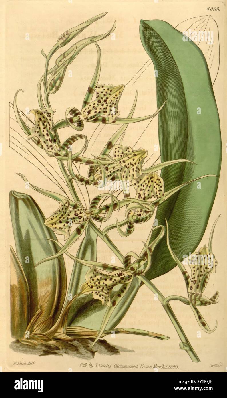 Curtis's Botanical Magazine, London, New York, botanische Illustration, Botanik, Zeitschriften, Bildwerke, Pflanzen ornamental, Curtis, Eine detaillierte botanische Illustration, die eine komplizierte Anordnung von Orchideen zeigt, die durch ihre einzigartigen gefleckten Blüten gekennzeichnet sind. Das Kunstwerk fängt die zarte Struktur jeder Blume ein und hebt die komplexen Muster und Texturen auf ihren Blütenblättern hervor. Deutlich sichtbar sind breite, elegante Blätter, die eine üppige Kulisse für die lebendigen Blüten bieten. Die Komposition betont sowohl die Schönheit als auch die Komplexität dieser tropischen Pflanzen und spiegelt einen akribischen stu wider Stockfoto