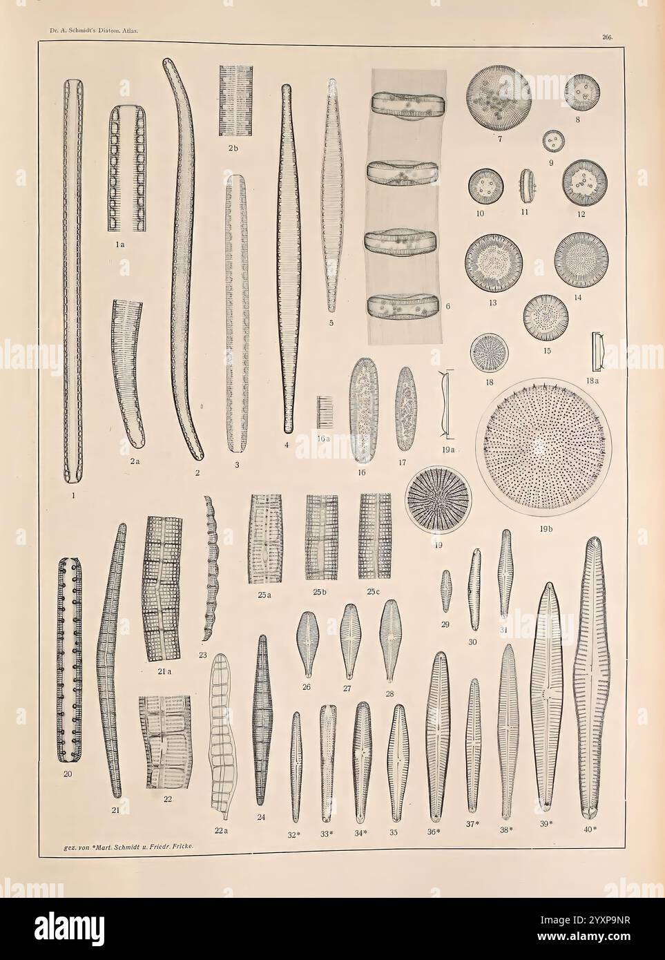 Atlas der Diatomaceen-Kunde, Leipzig, O.R. Reisland, 1874-1819, Atlanten, Bacillariophyceae, zeigt diese Illustration eine Vielzahl mikroskopischer Kieselalgen und Algen, die ihre komplexen und vielfältigen Formen zeigen. Die Anordnung umfasst längliche, fadenförmige Strukturen, kreisförmige Scheiben und verschiedene segmentierte Formen, die jeweils mit numerischen Beschriftungen als Referenz gekennzeichnet sind. Das Bild hebt die detaillierten Texturen und Muster hervor, die für diese Mikroorganismen charakteristisch sind, und betont ihre einzigartigen Merkmale und die Komplexität ihrer Formen. Diese Kategorisierung dient der Aufklärung über die Vielfalt innerhalb Stockfoto