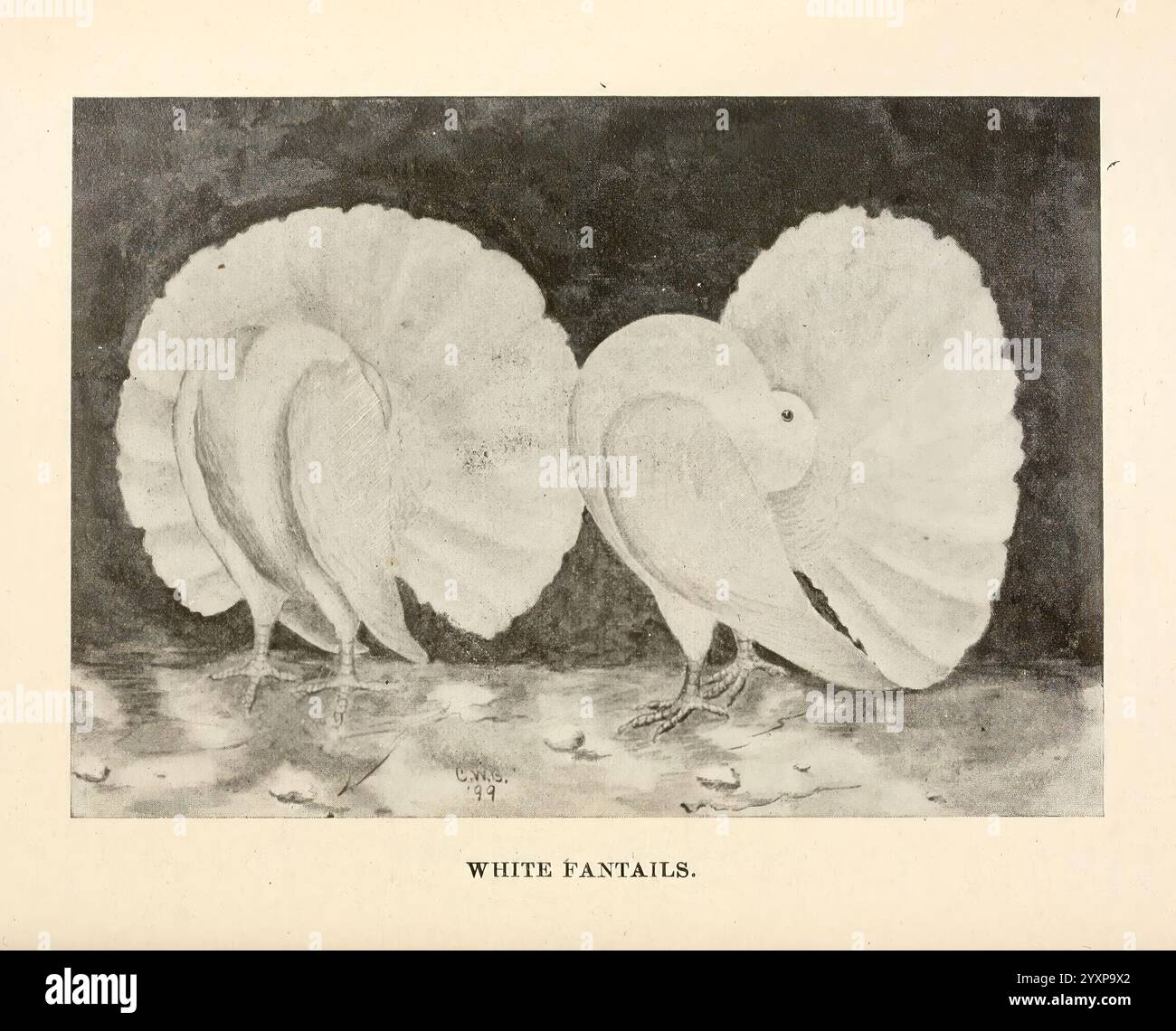 Tauben und alles über sie Boston C.E. Twombly [c1898] Tauben Woods Hole, zwei elegante Schwäne sind mit graziös geneigten Köpfen dargestellt, die die Schönheit ihres Gefieders und ihrer Haltung zeigen. Jeder Schwan ist von einer sanften, ruhigen Landschaft umgeben, die seine Präsenz unterstreicht. Die majestätischen Vögel sind eng positioniert und schaffen eine harmonische Komposition, die die Aufmerksamkeit auf ihre komplizierten Federdetails und die anmutige Krümmung ihrer Hälse lenkt. Die Szene vermittelt ein Gefühl von Ruhe und Anmut und lädt den Zuschauer ein, die natürliche Eleganz dieser Wasservögel in ihrer ruhigen Umgebung zu schätzen Stockfoto