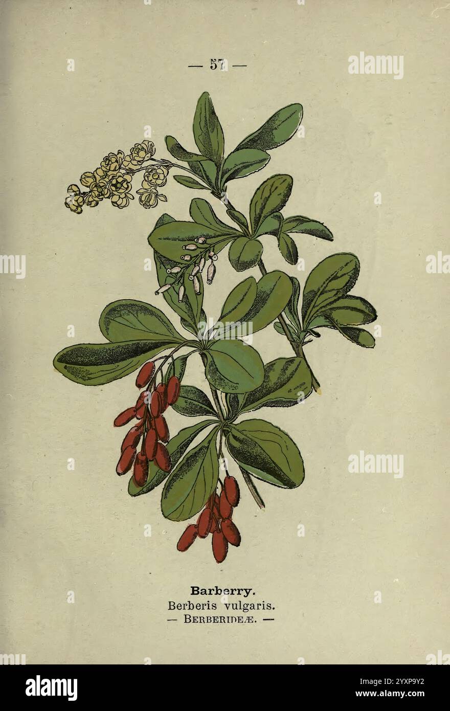 Wayside and Woodland Blossoms London F. warne 1895 Great Britain Wildflowers Identification botany Berberis vulgaris, Eine botanische Illustration der Berberitze, wissenschaftlich bekannt als Berberis vulgaris. Das Bild zeigt eine detaillierte Darstellung des Laubs der Pflanze mit einer Gruppe von länglichen grünen Blättern, die glänzend und reich gefärbt sind. Leuchtend rote Beeren hängen in Häufchen unter den Blättern und bilden einen lebhaften Kontrast zum Grün. Oben sind kleine gelbe Blüten zu sehen, die zur Ästhetik der Pflanze beitragen. Dieses Kunstwerk dient als informatives d Stockfoto